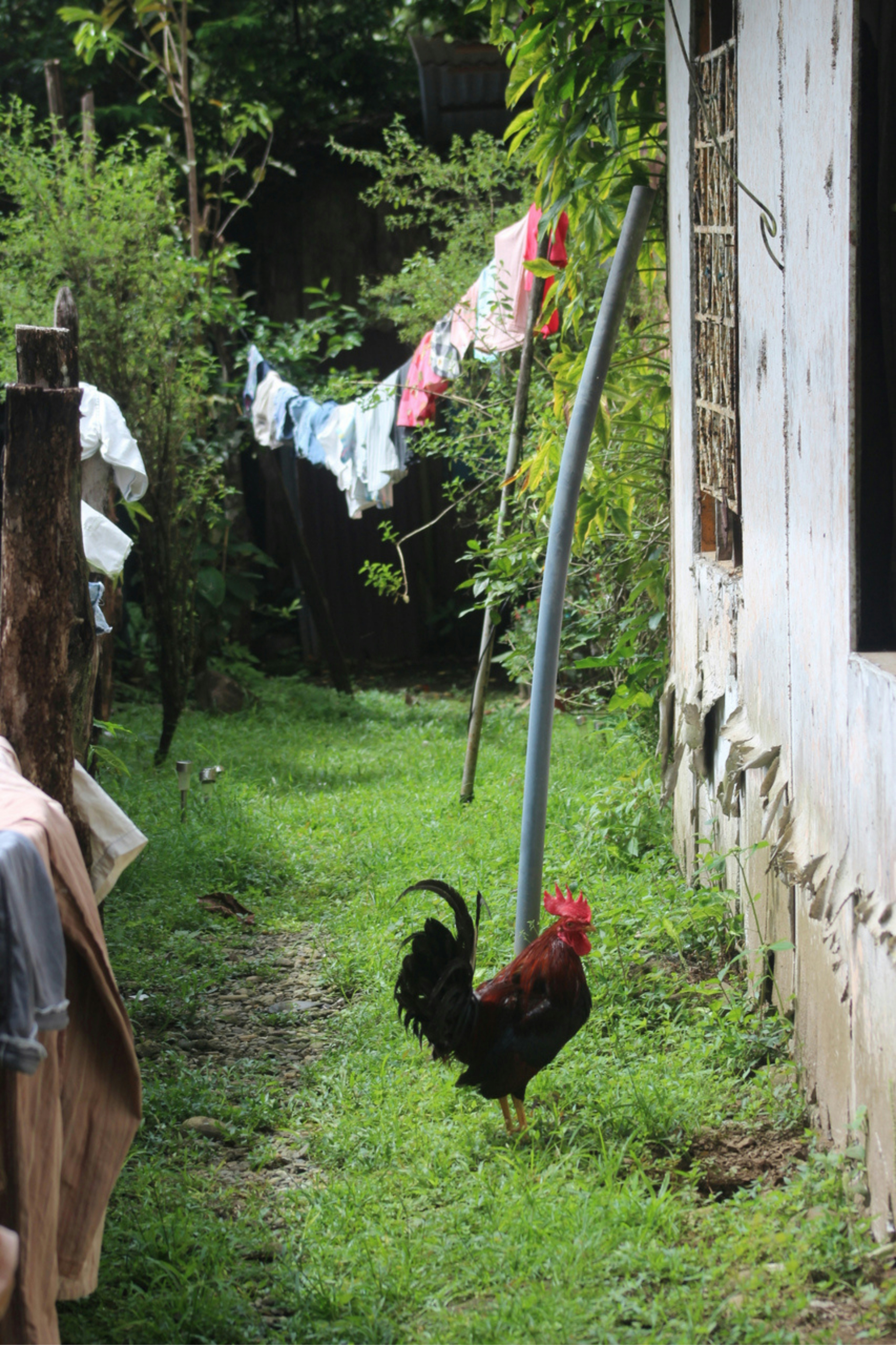 A rooster in a grassy yard beside a house with laundry hanging nearby