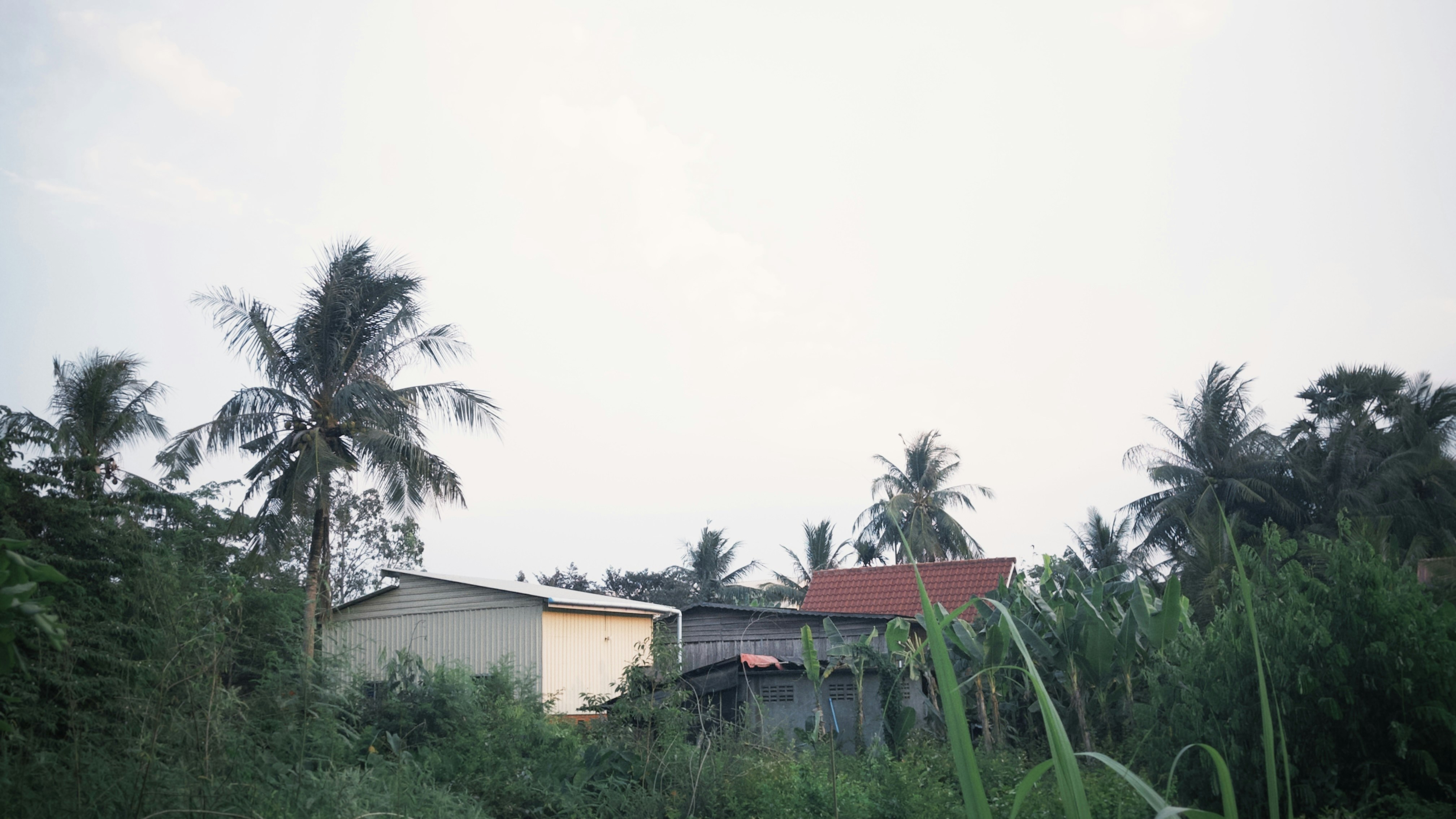Small houses nestled among lush palm trees and dense tropical foliage