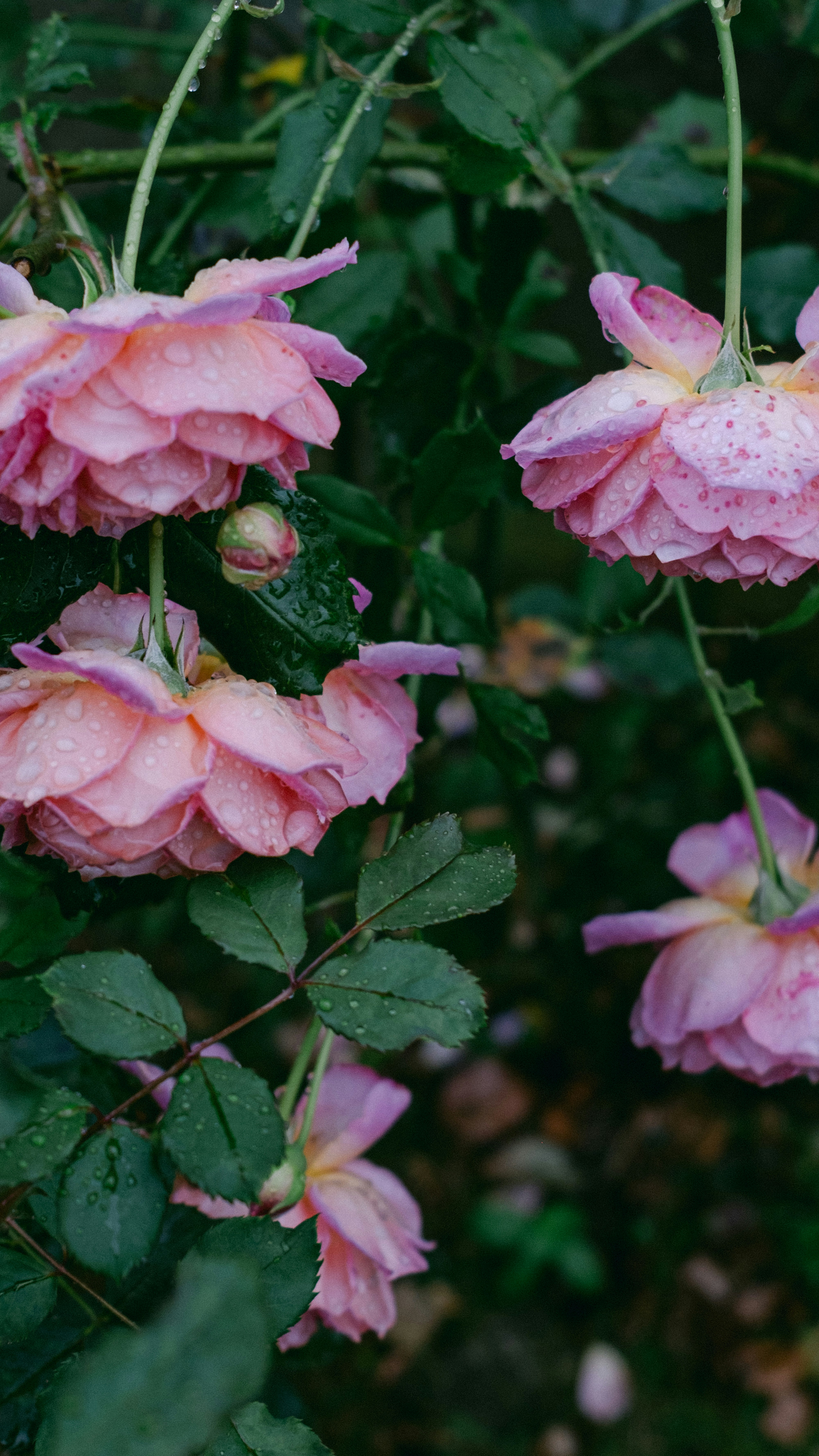 Rosas rosas con gotas de agua en pétalos entre hojas verde oscuro