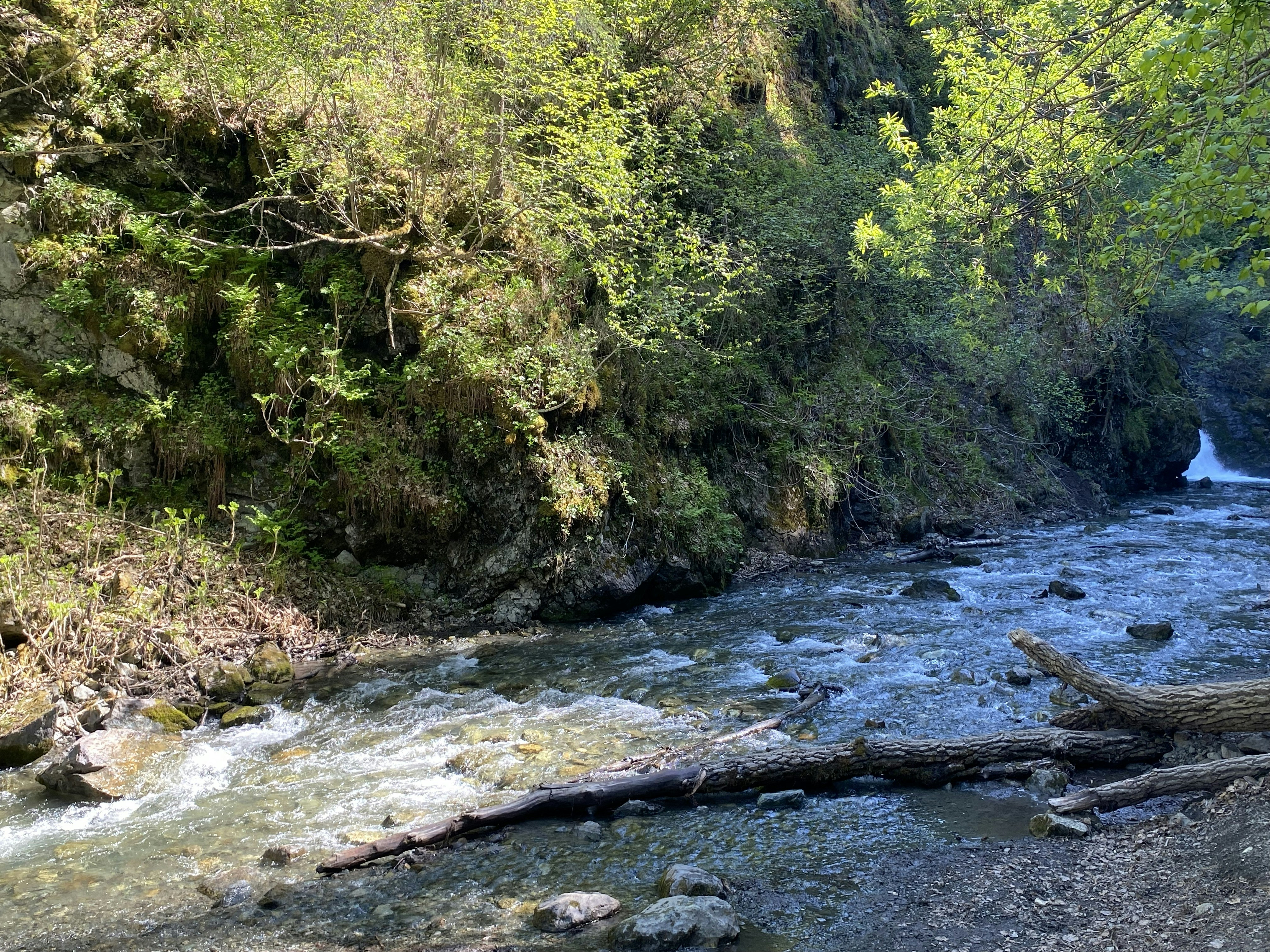 Rushing creek flowing past a rocky, tree-lined bank