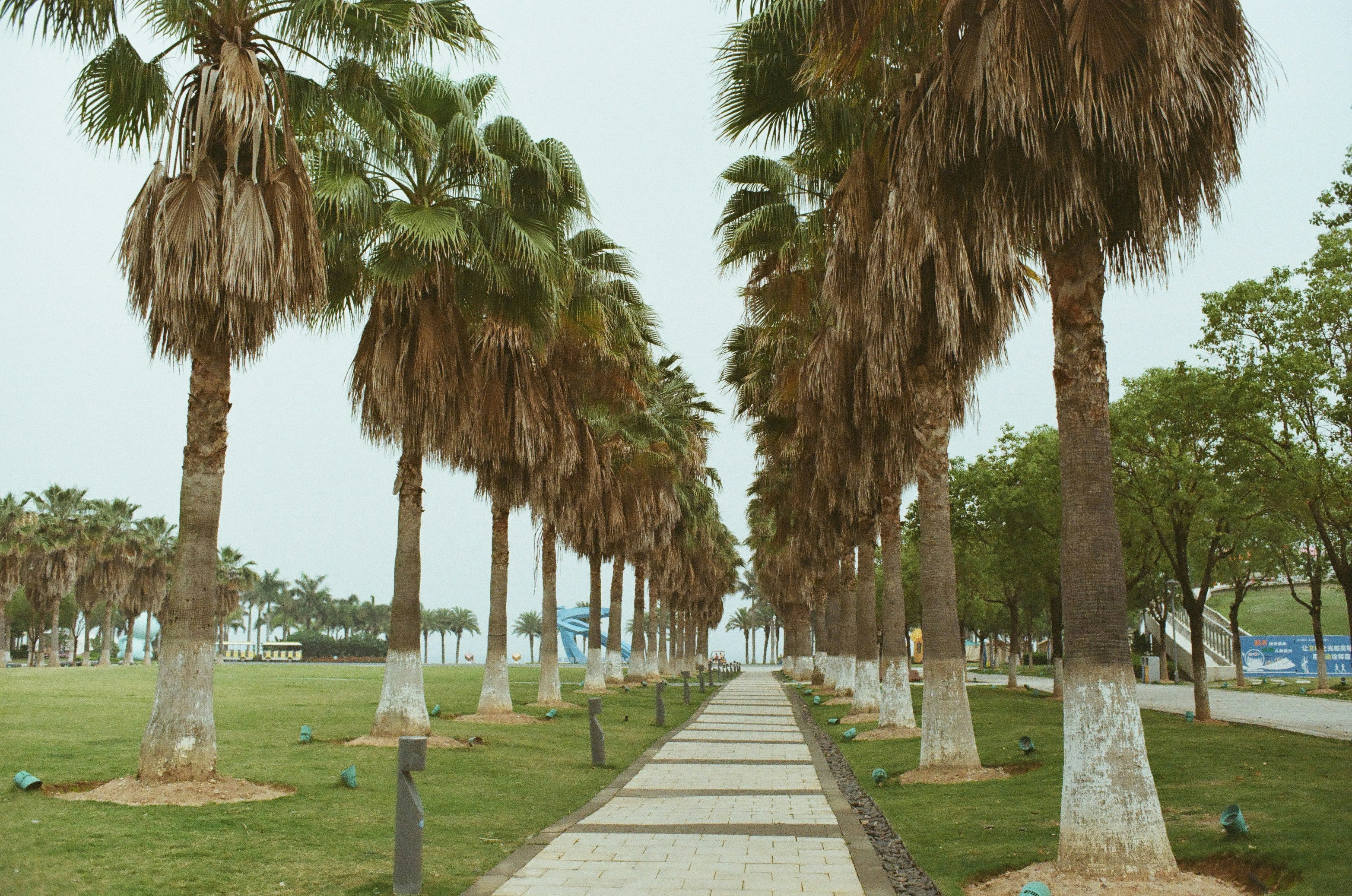 A stone path lined with tall palm trees on a grassy park lawn