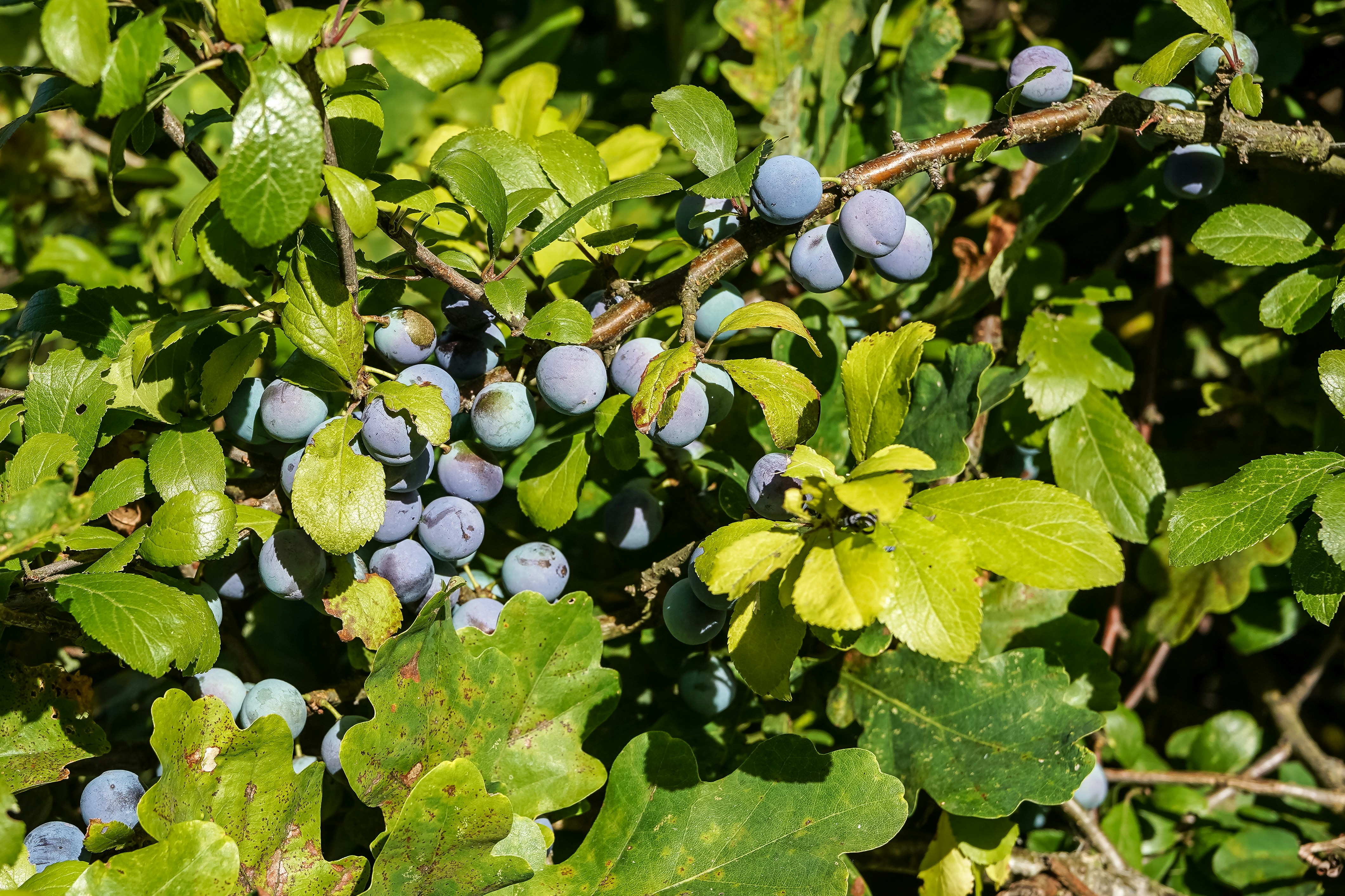 Clusters of small blue sloe berries growing on a thorny blackthorn bush