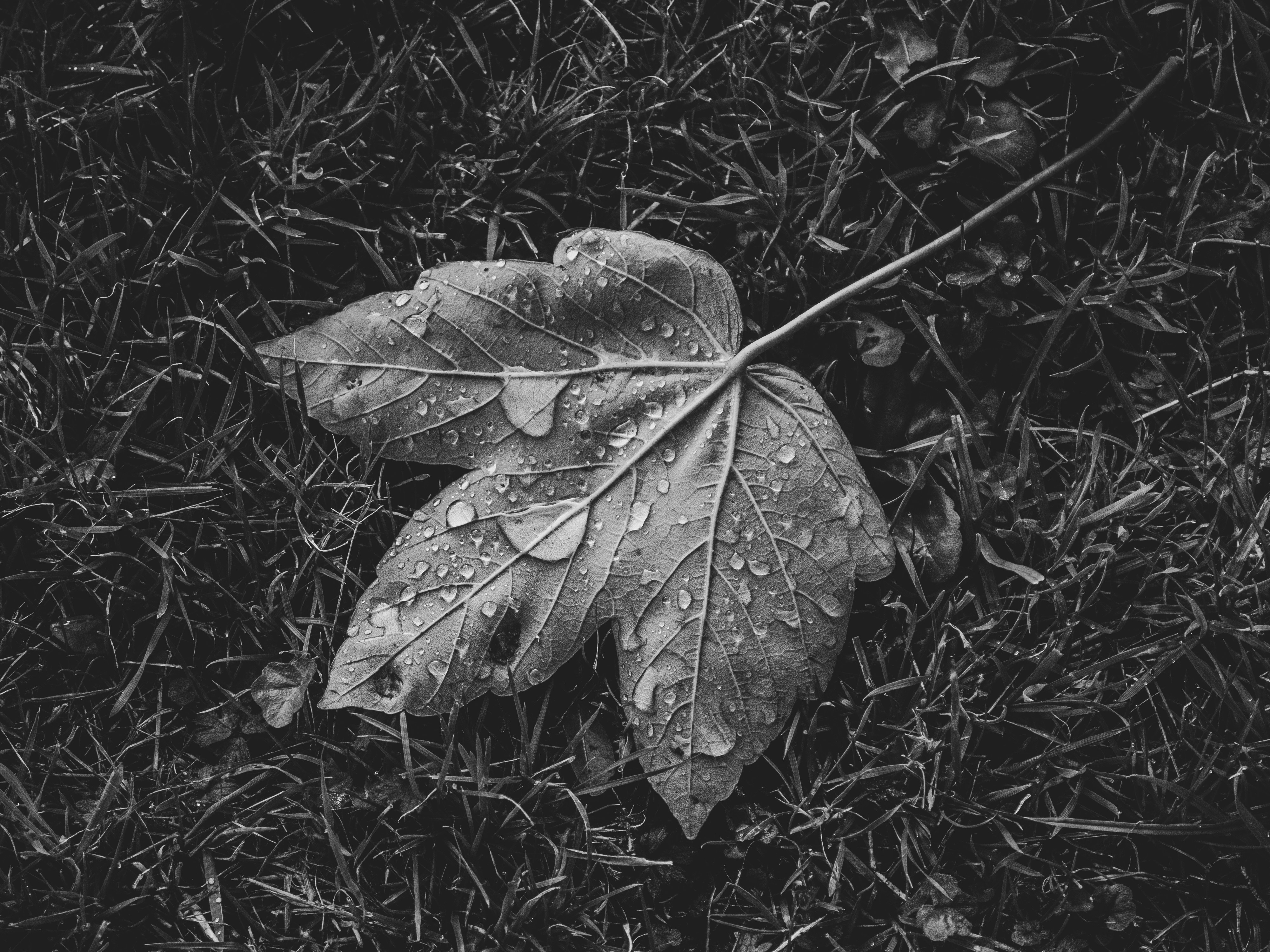 A single maple leaf covered in water droplets resting on dark grass