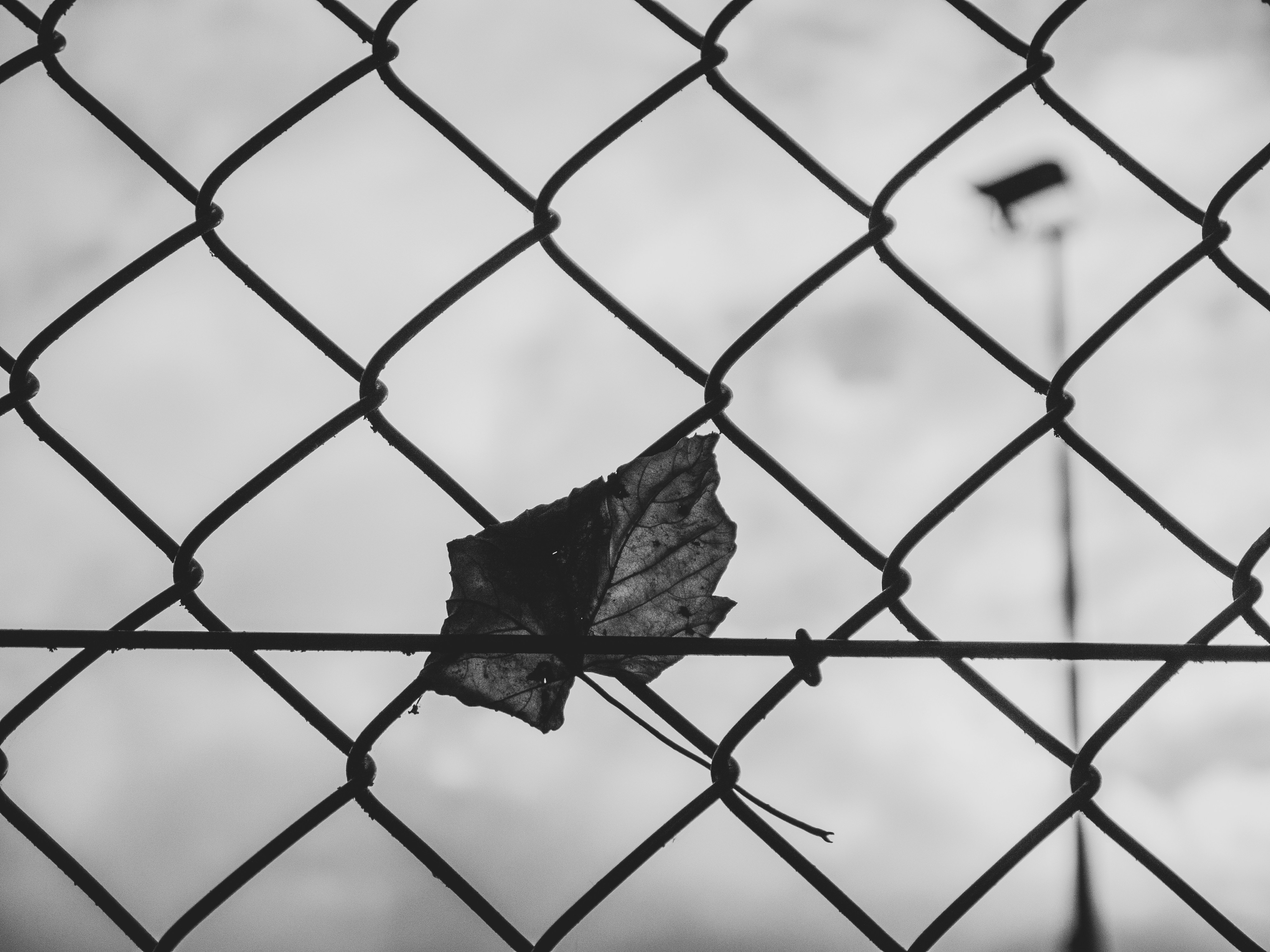 A single dried leaf caught in a chain link fence against a cloudy sky