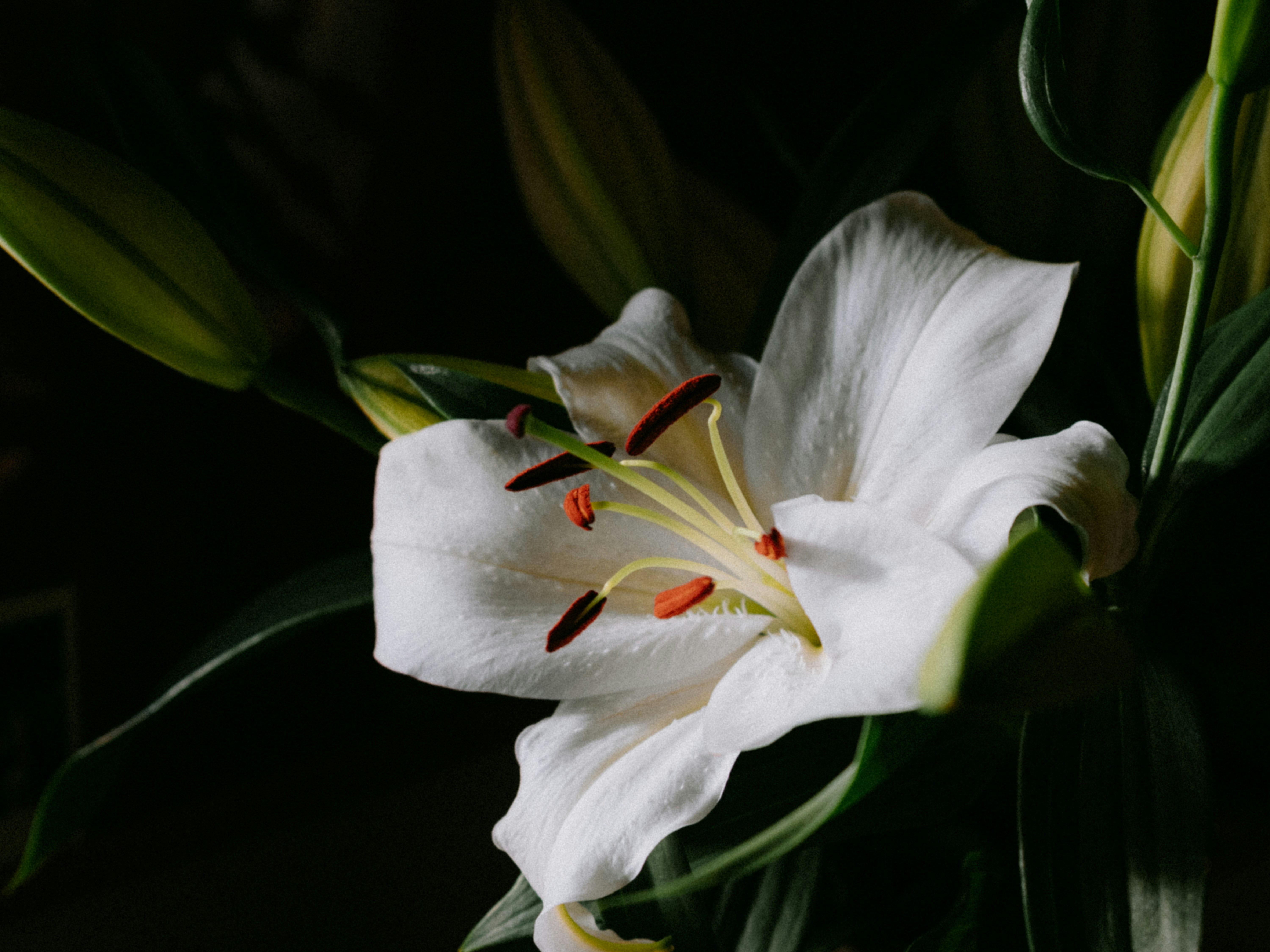 A white lily flower with dark red stamens against a dark background