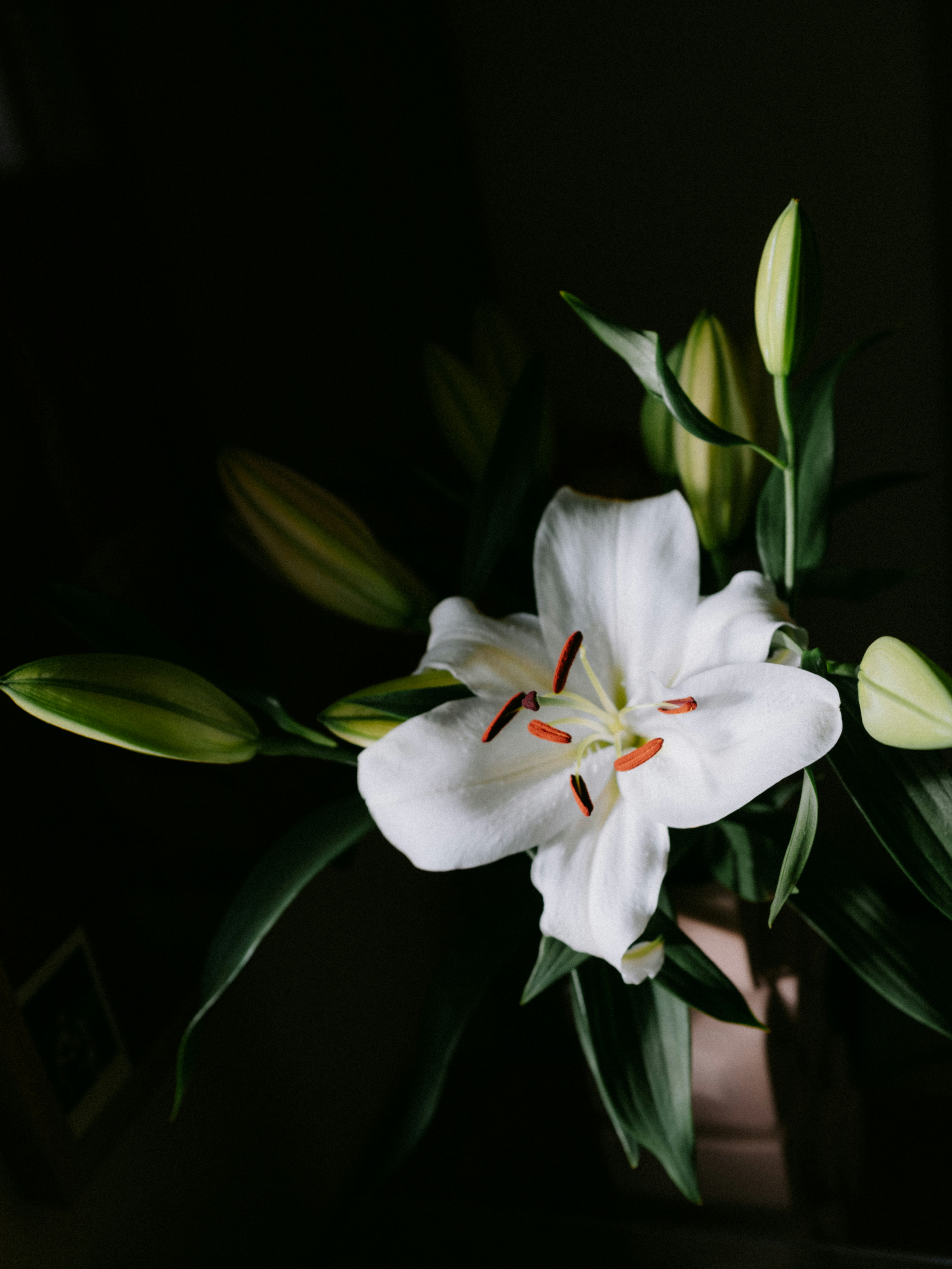 A white lily flower with orange stamens surrounded by green buds and leaves