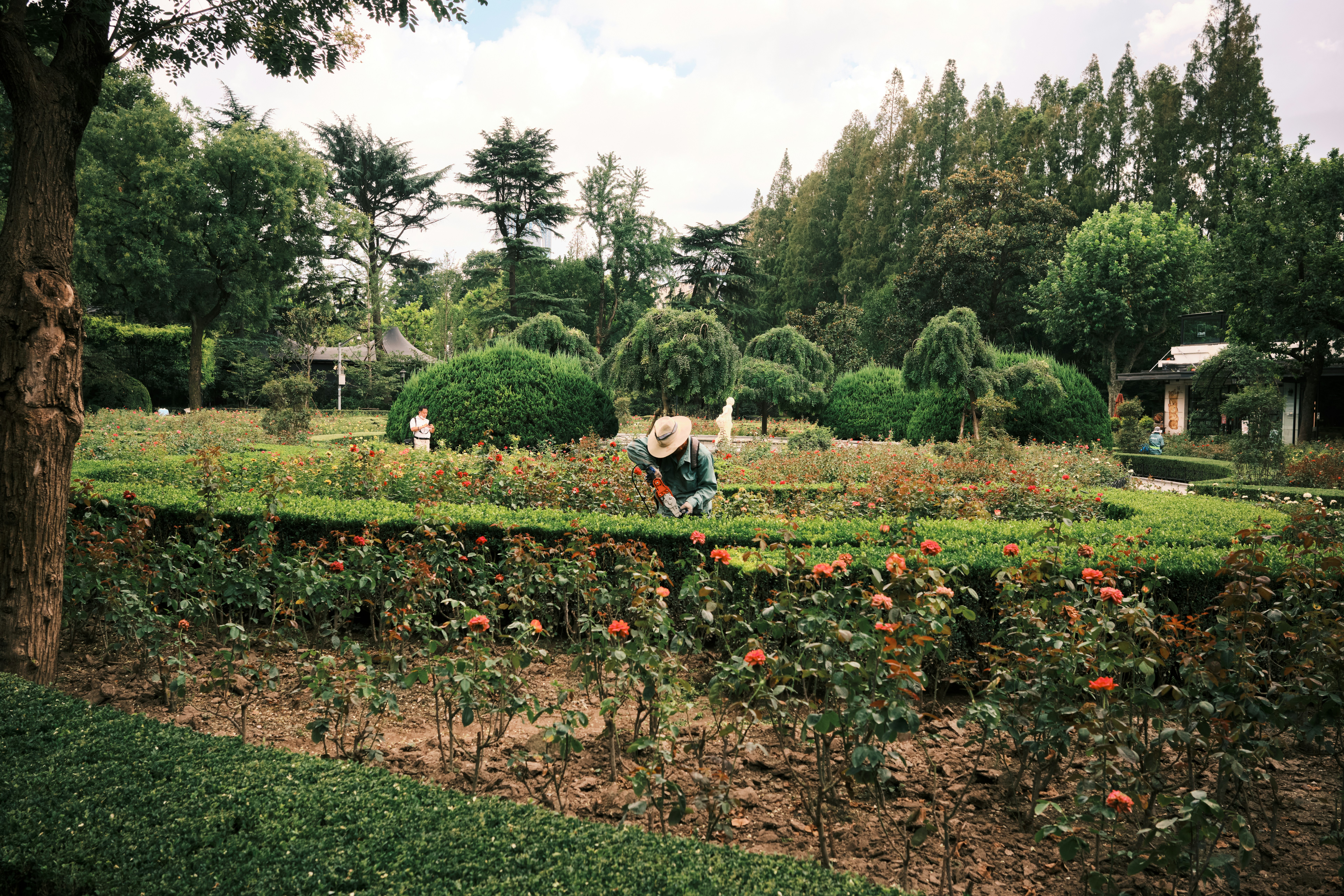 A person in a straw hat trimming a hedge in a rose garden