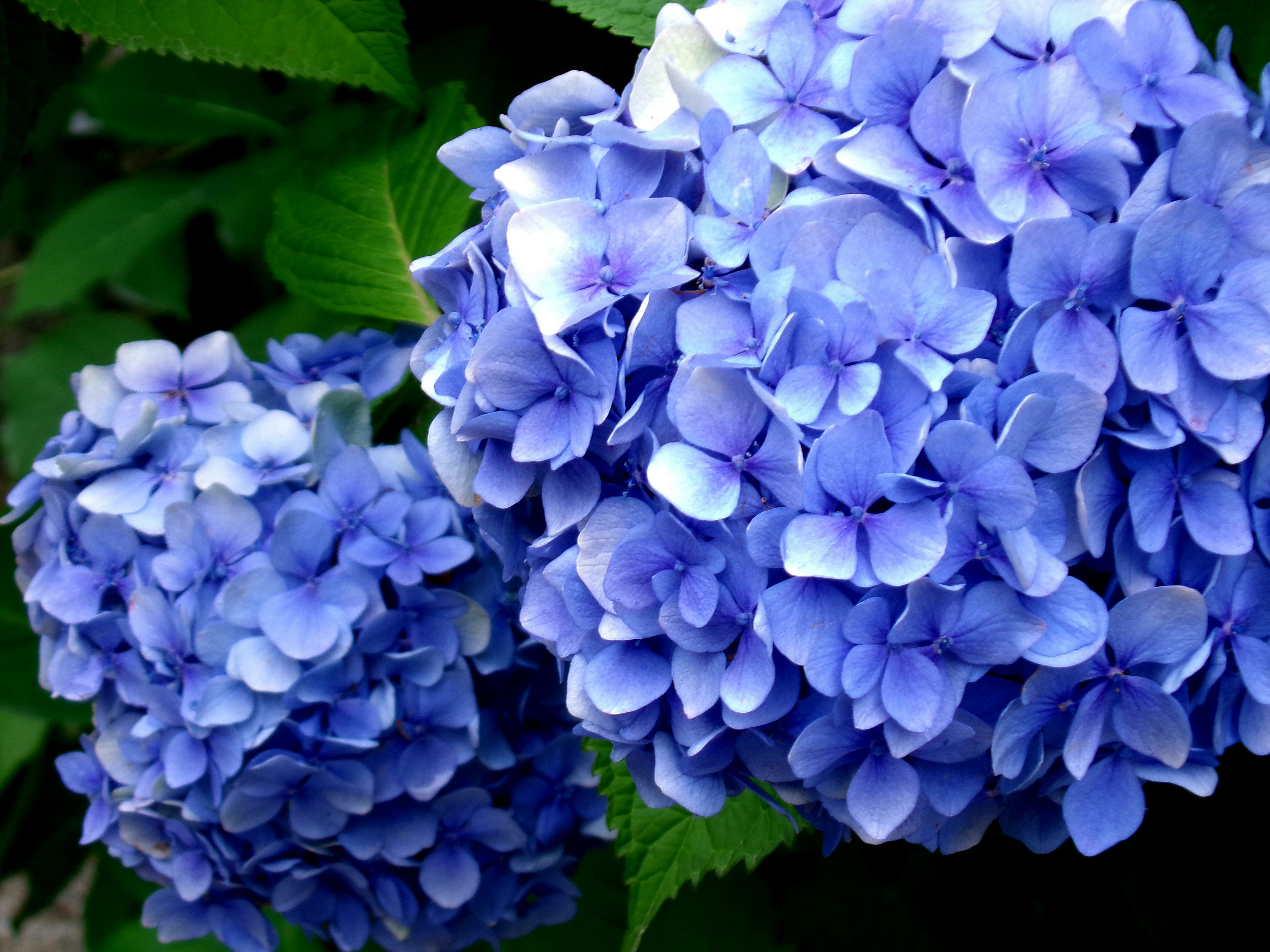 Cluster of blue hydrangea blossoms framed by dark green leaves, vivid color depth and soft natural lighting. A floral close-up capturing petal detail and texture.