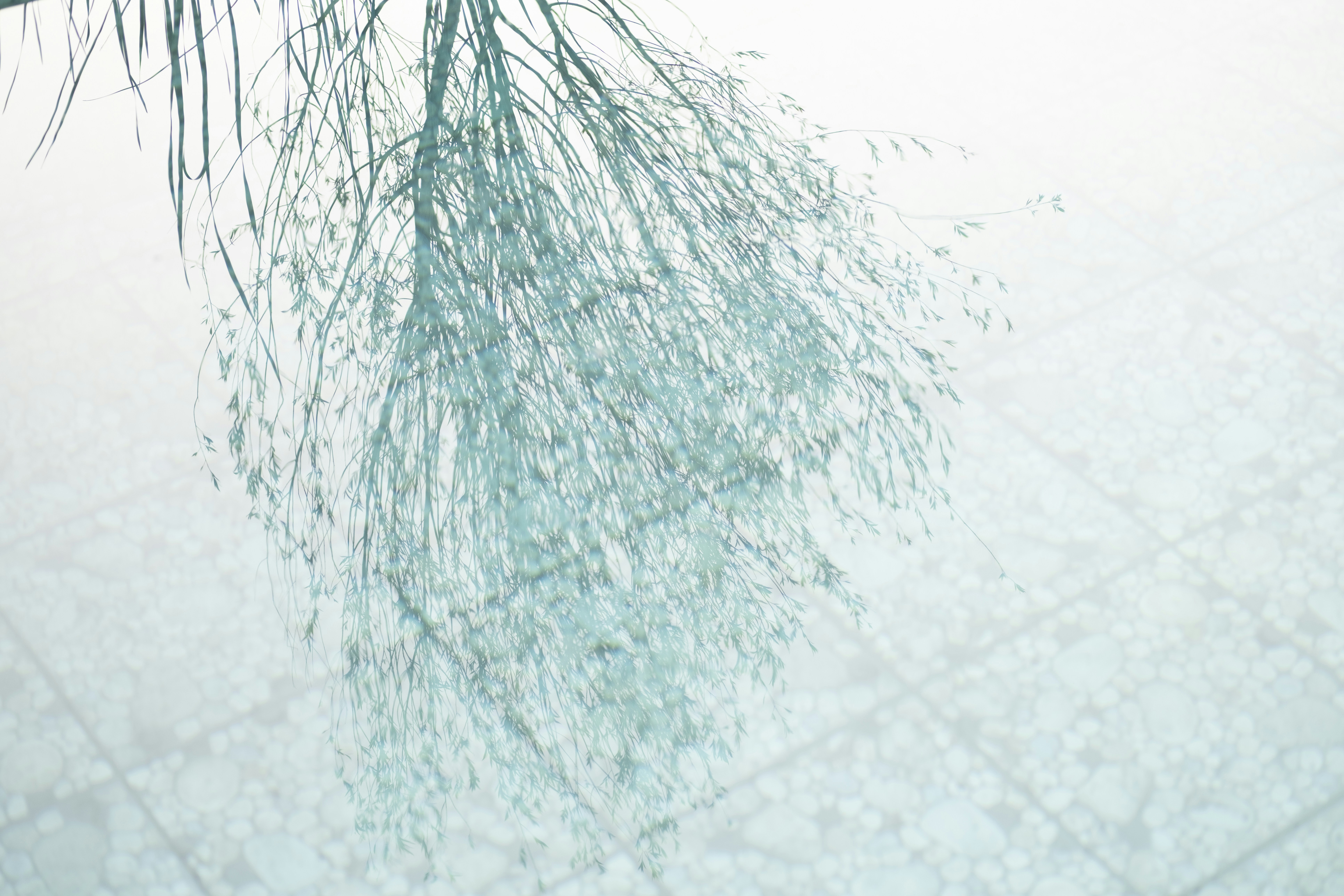 A reflection of thin tree branches on the rippling surface of a pool
