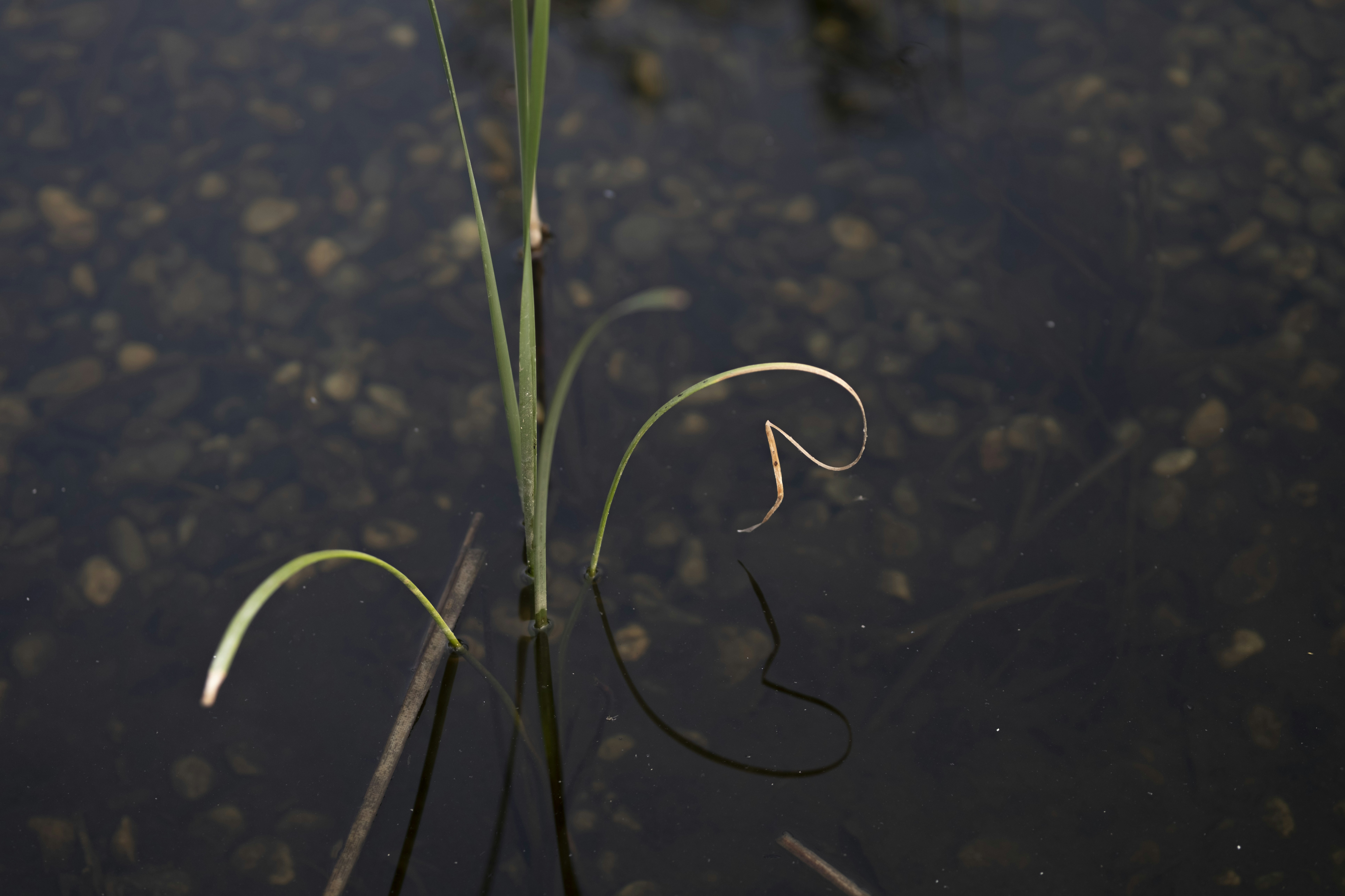 Thin green reeds growing from dark water with visible pebbles on the bottom