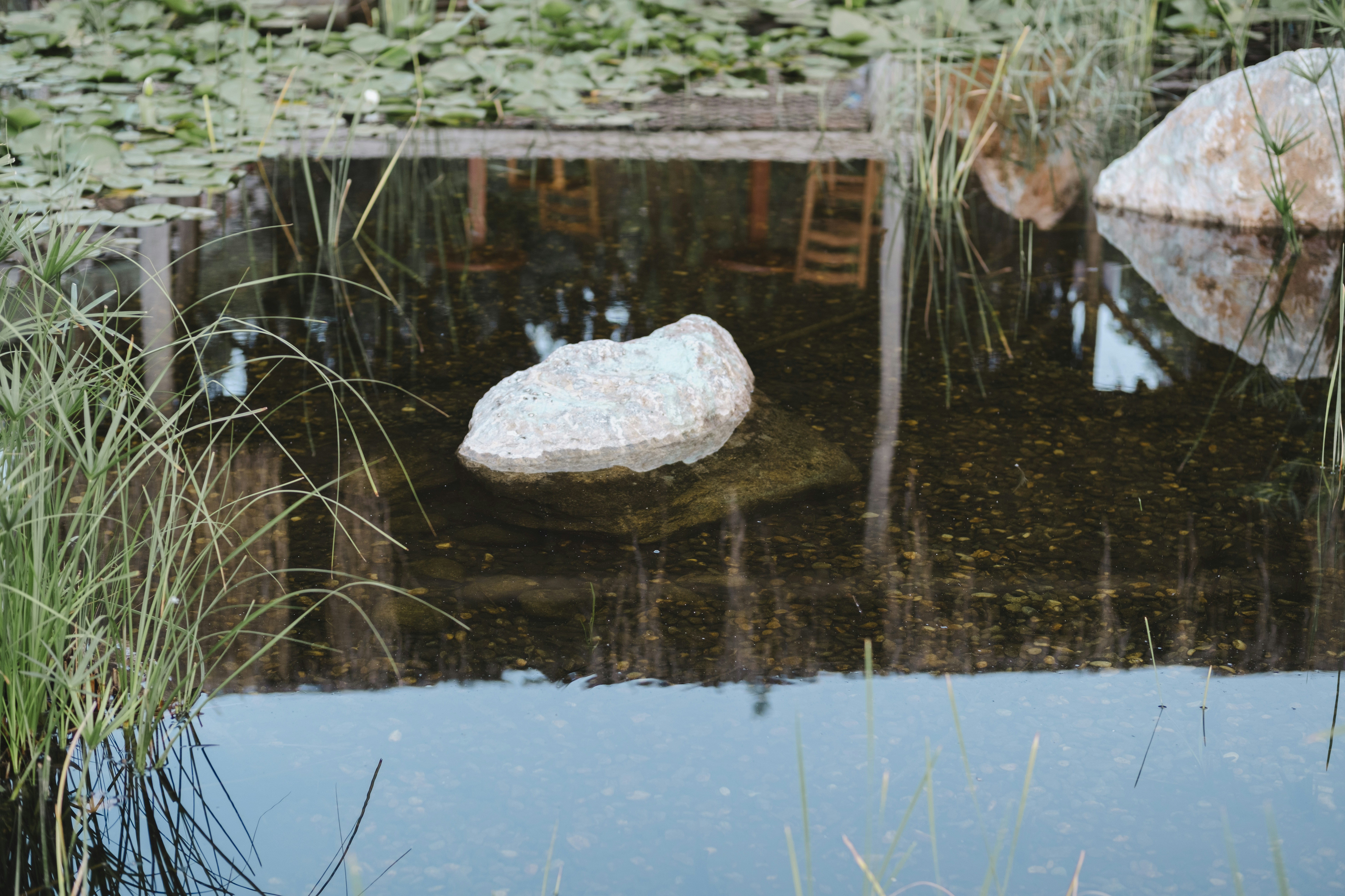 A large grey rock in a pond with lily pads and tall grasses