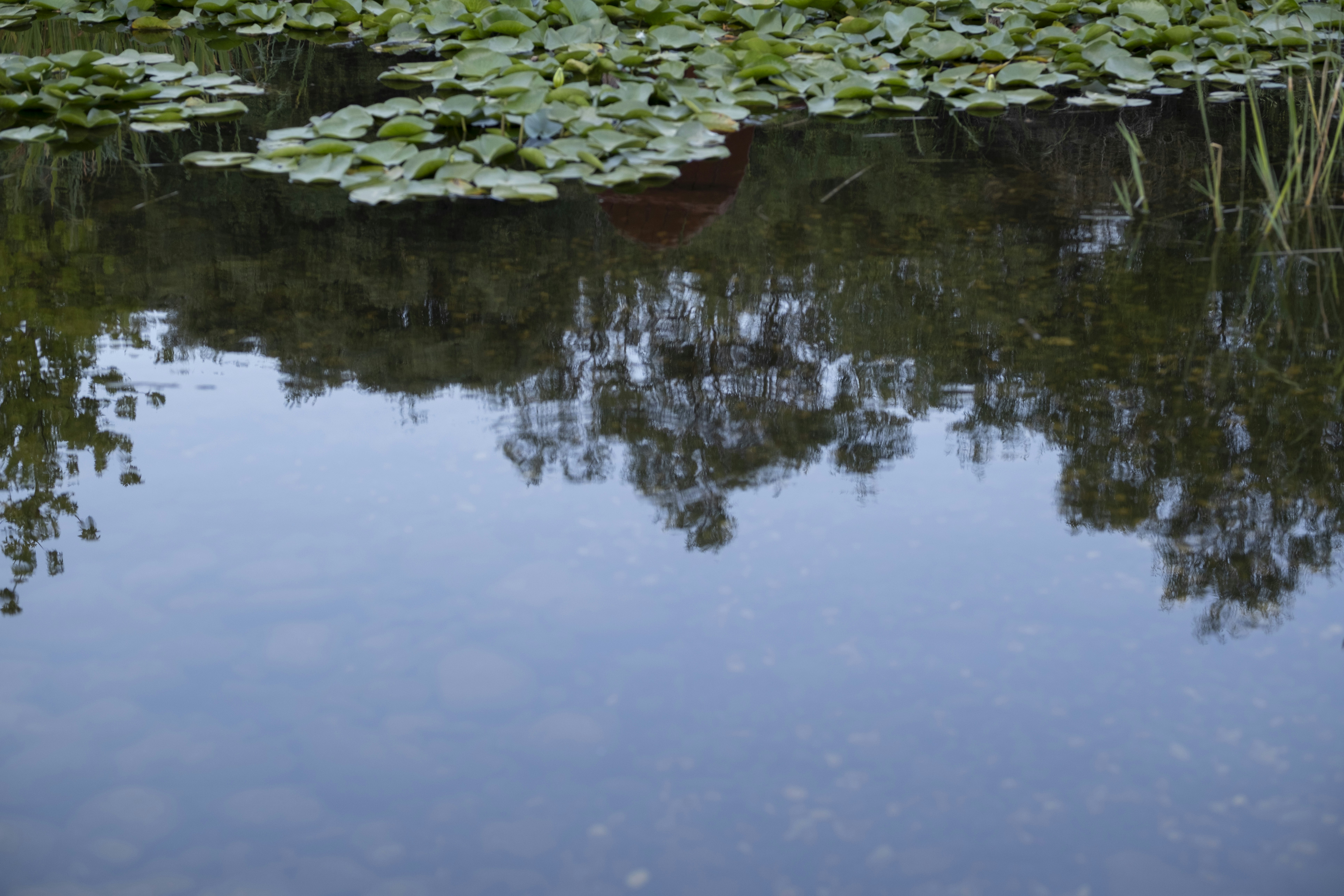Water lily pads floating on a calm pond reflecting trees and sky