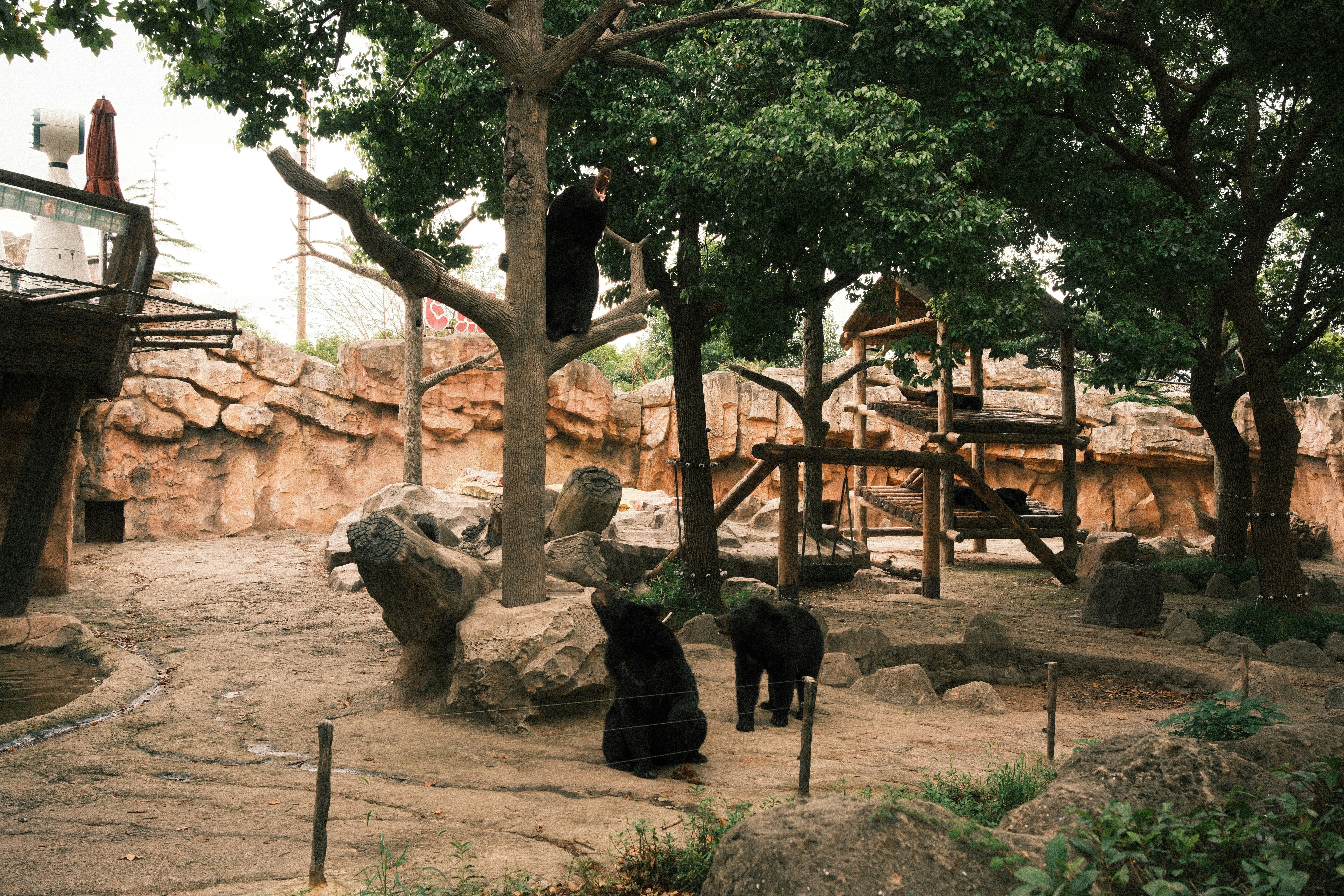 Three black bears in a rocky zoo enclosure with trees and wooden platforms