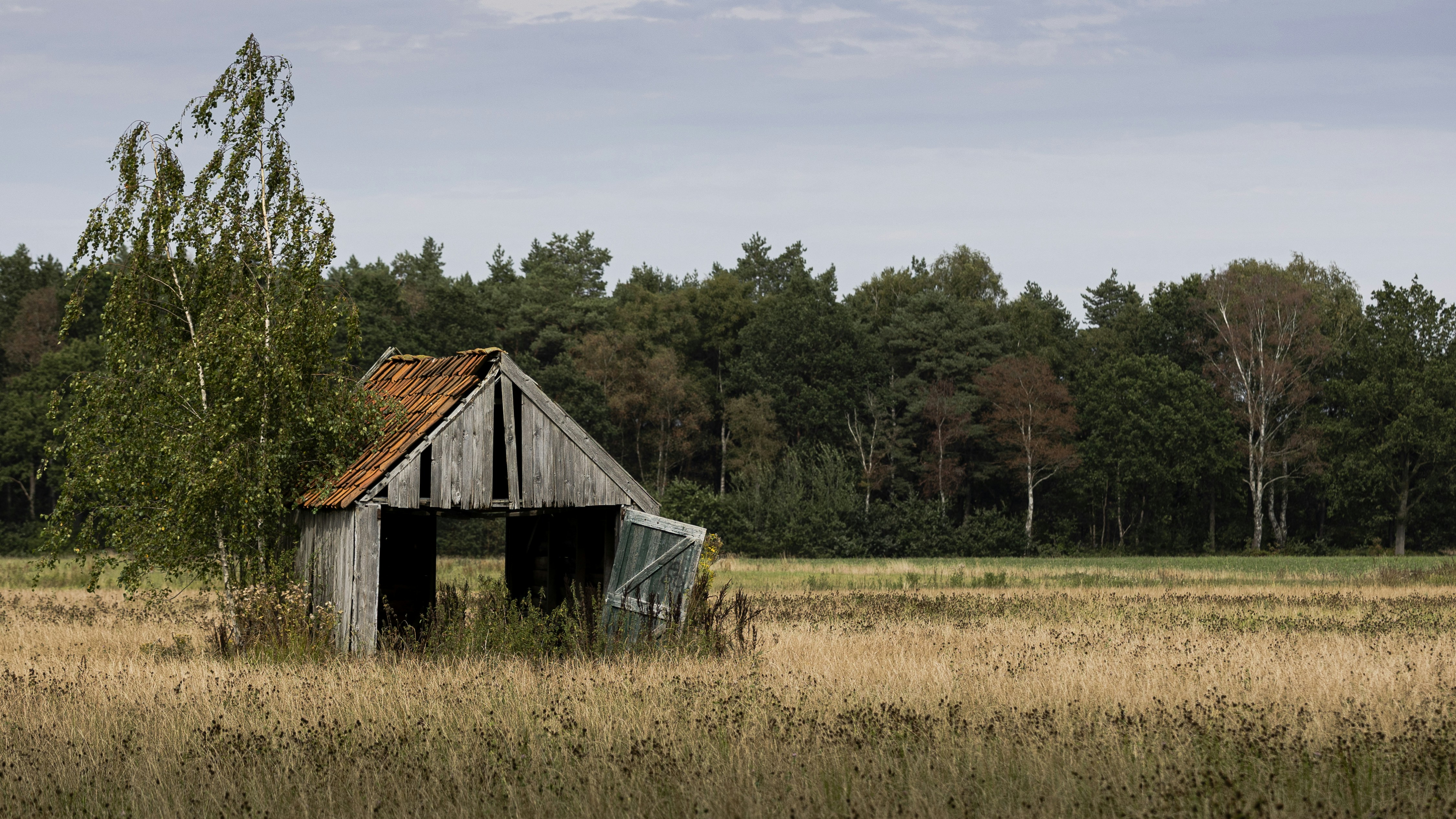 A weathered wooden shed with a tiled roof in a dry grassy field