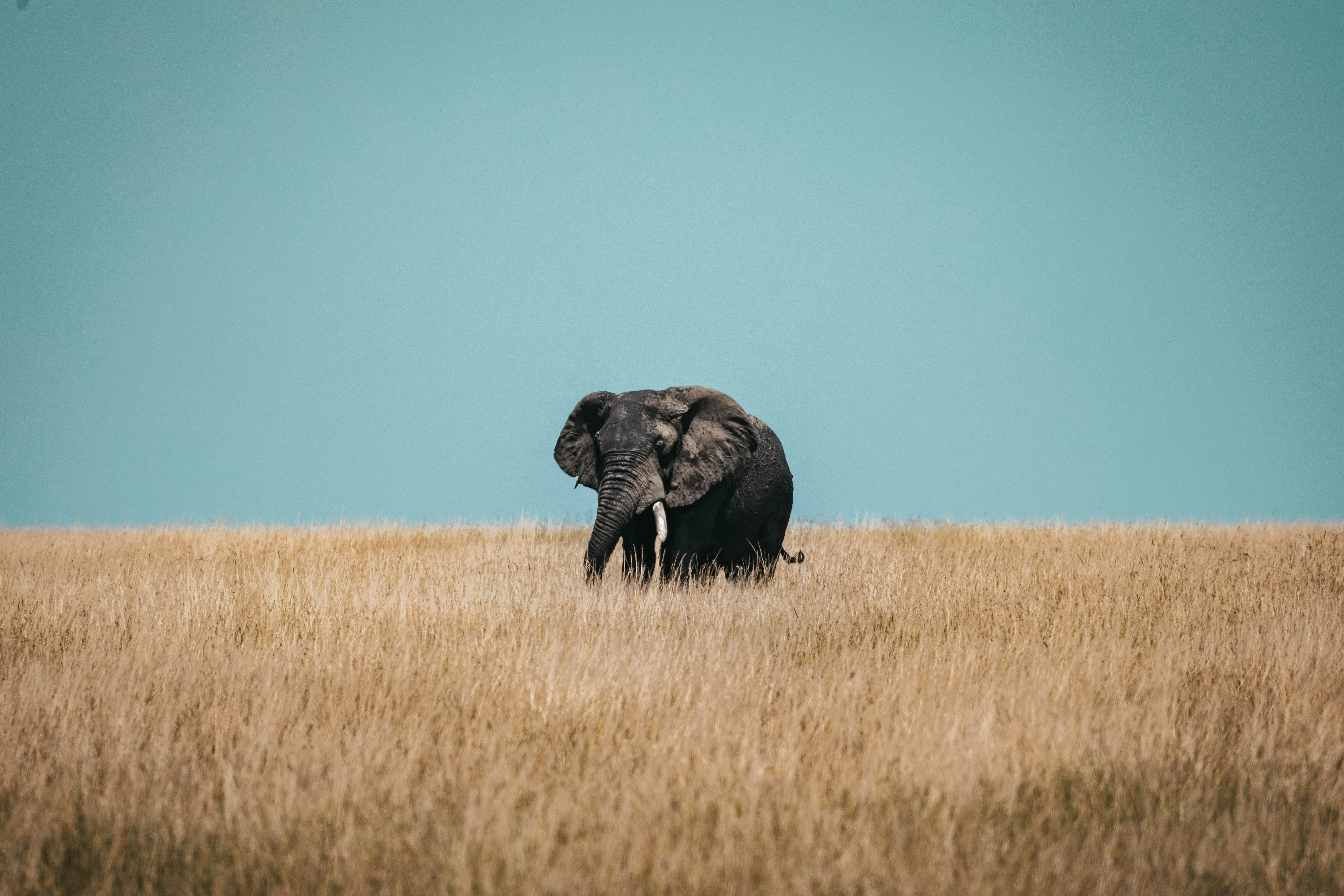 An African elephant in tall dry grass against a clear blue sky