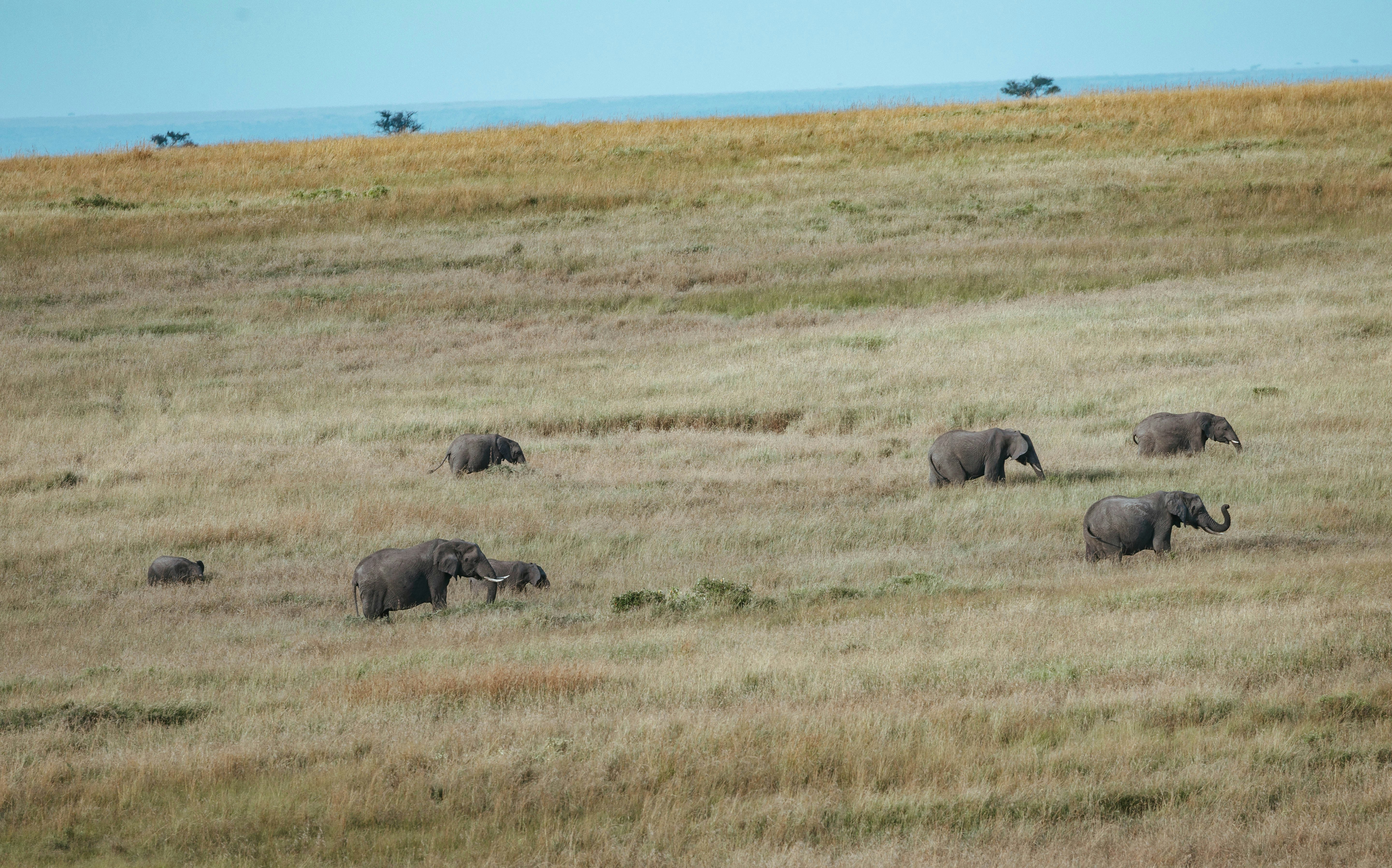 A small herd of elephants grazing in a vast dry grassy savanna