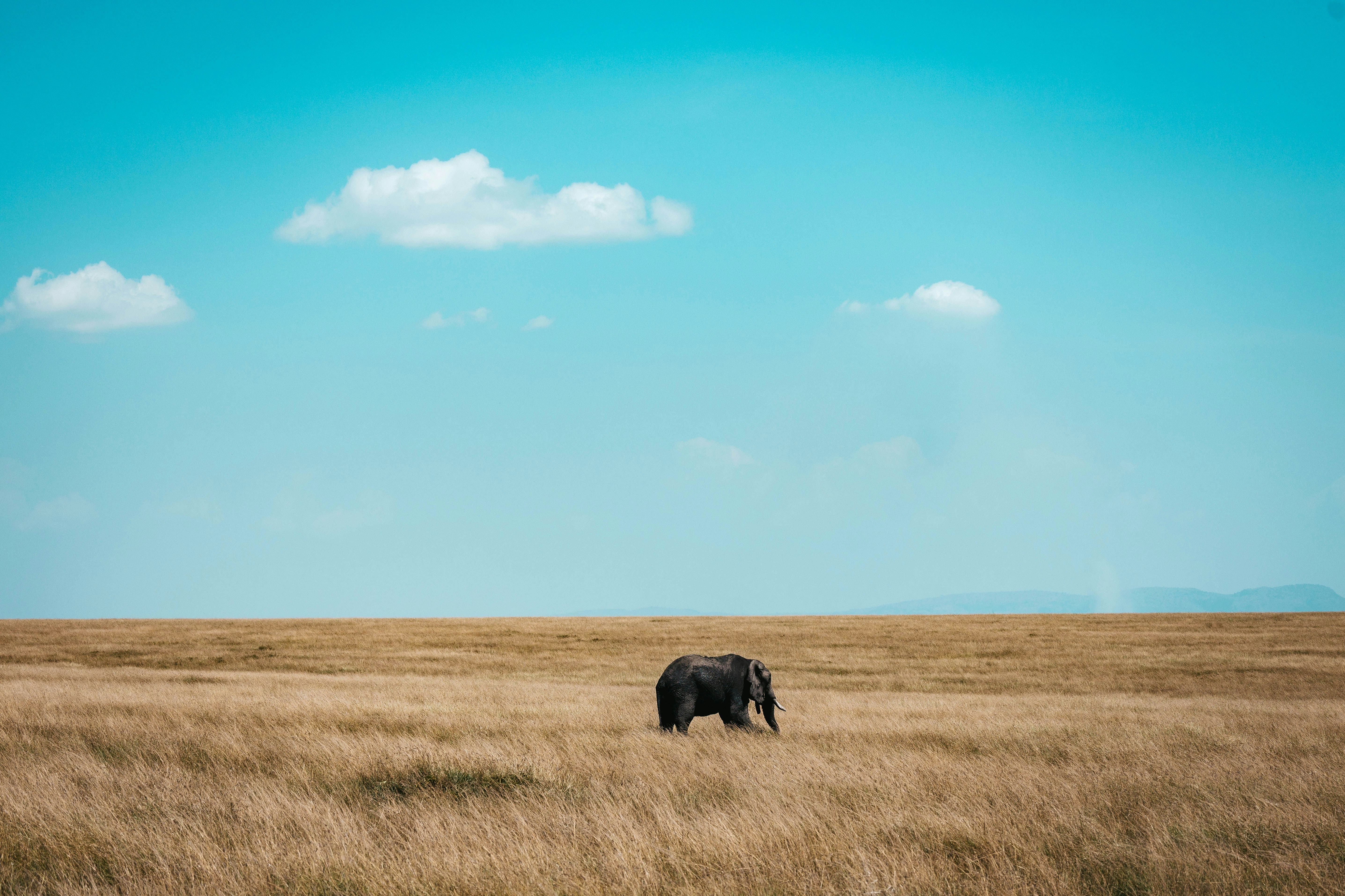 An elephant walking through a vast field of dry golden grass under a blue sky