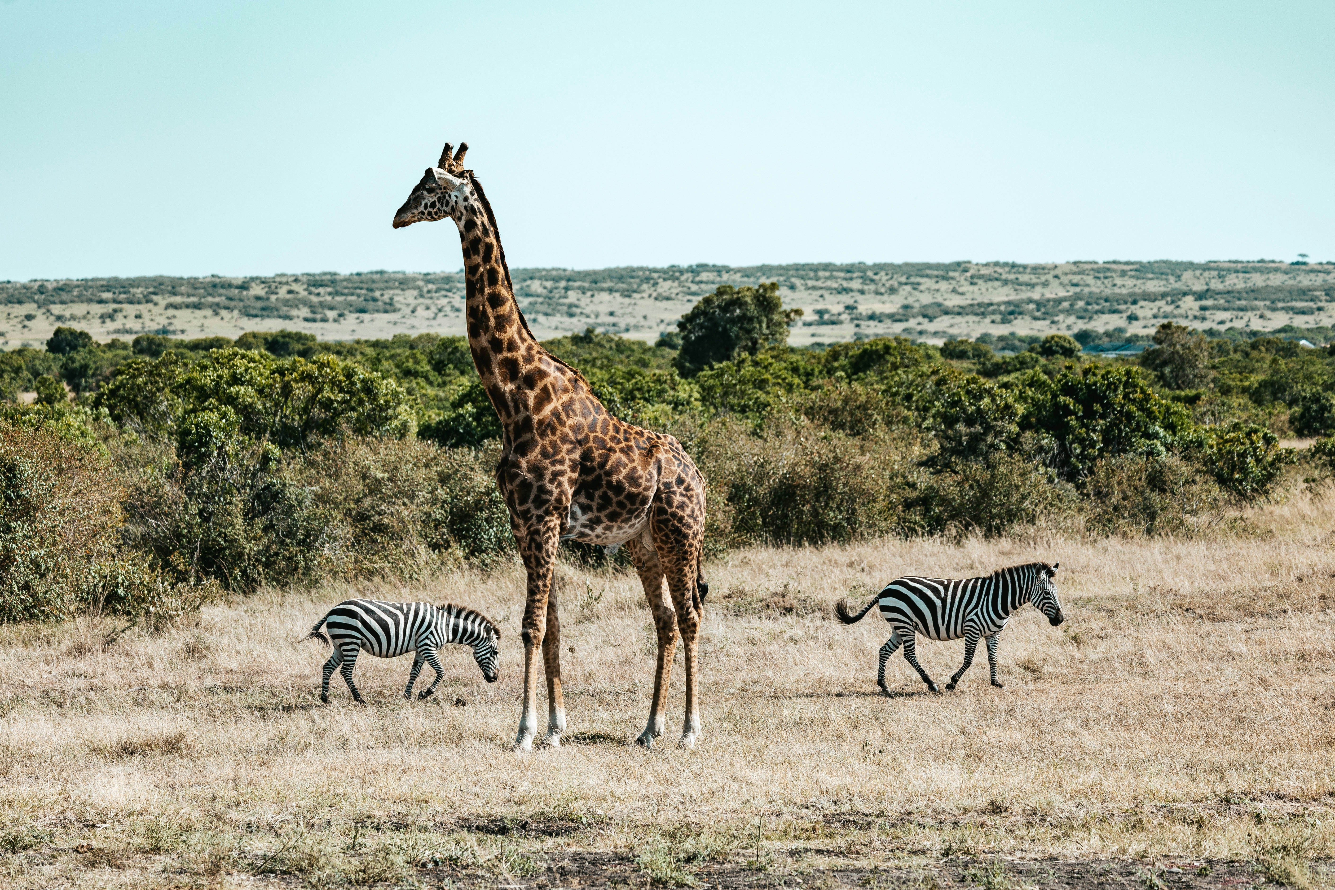 A giraffe and two zebras in a dry grassy savanna with green bushes
