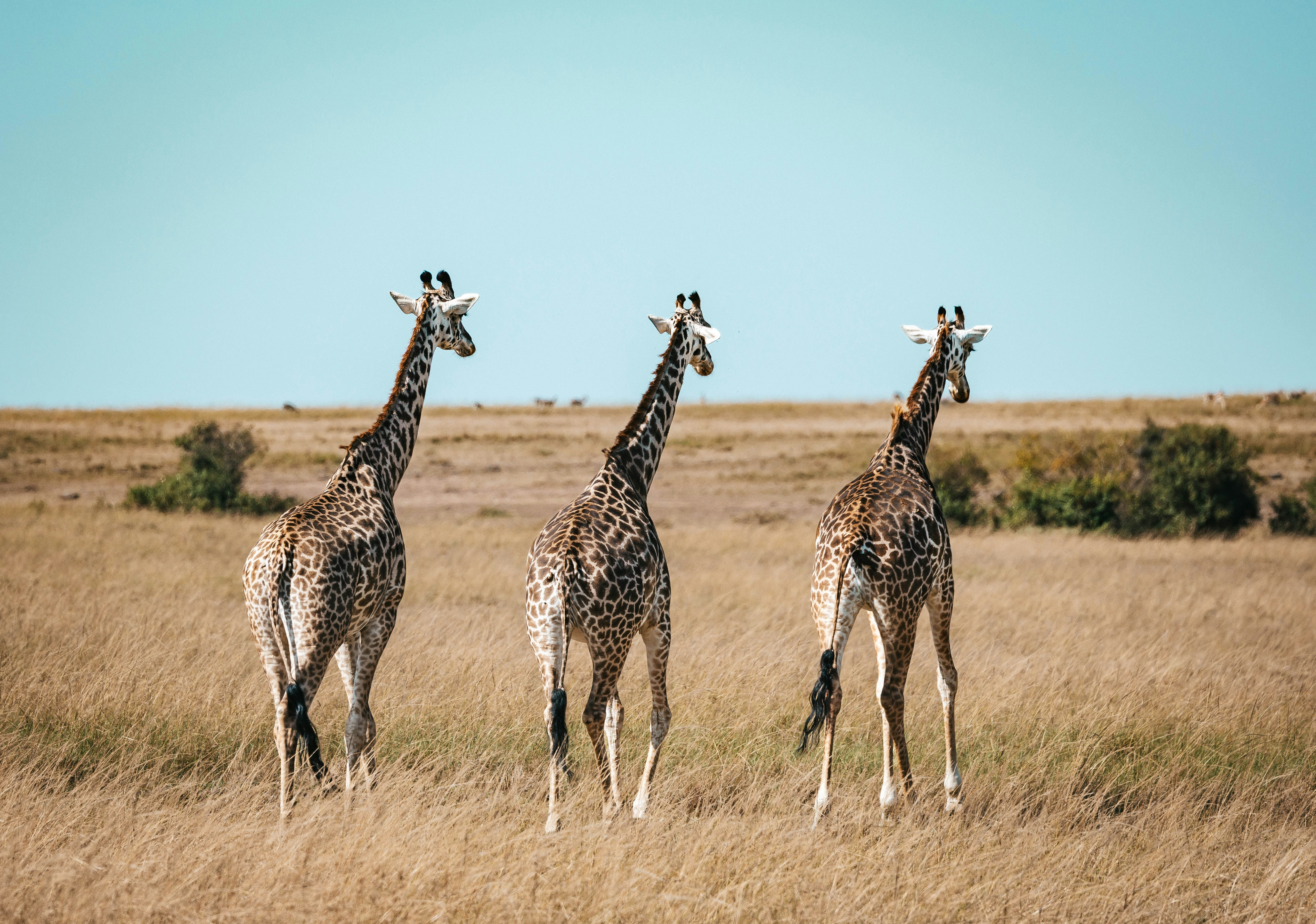Three giraffes walking through dry golden grass in an open savanna