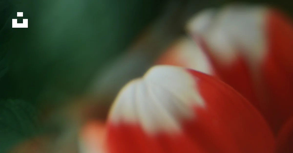 Macrocs Icon Red and white flower petals macro - Free Photo on Unsplash