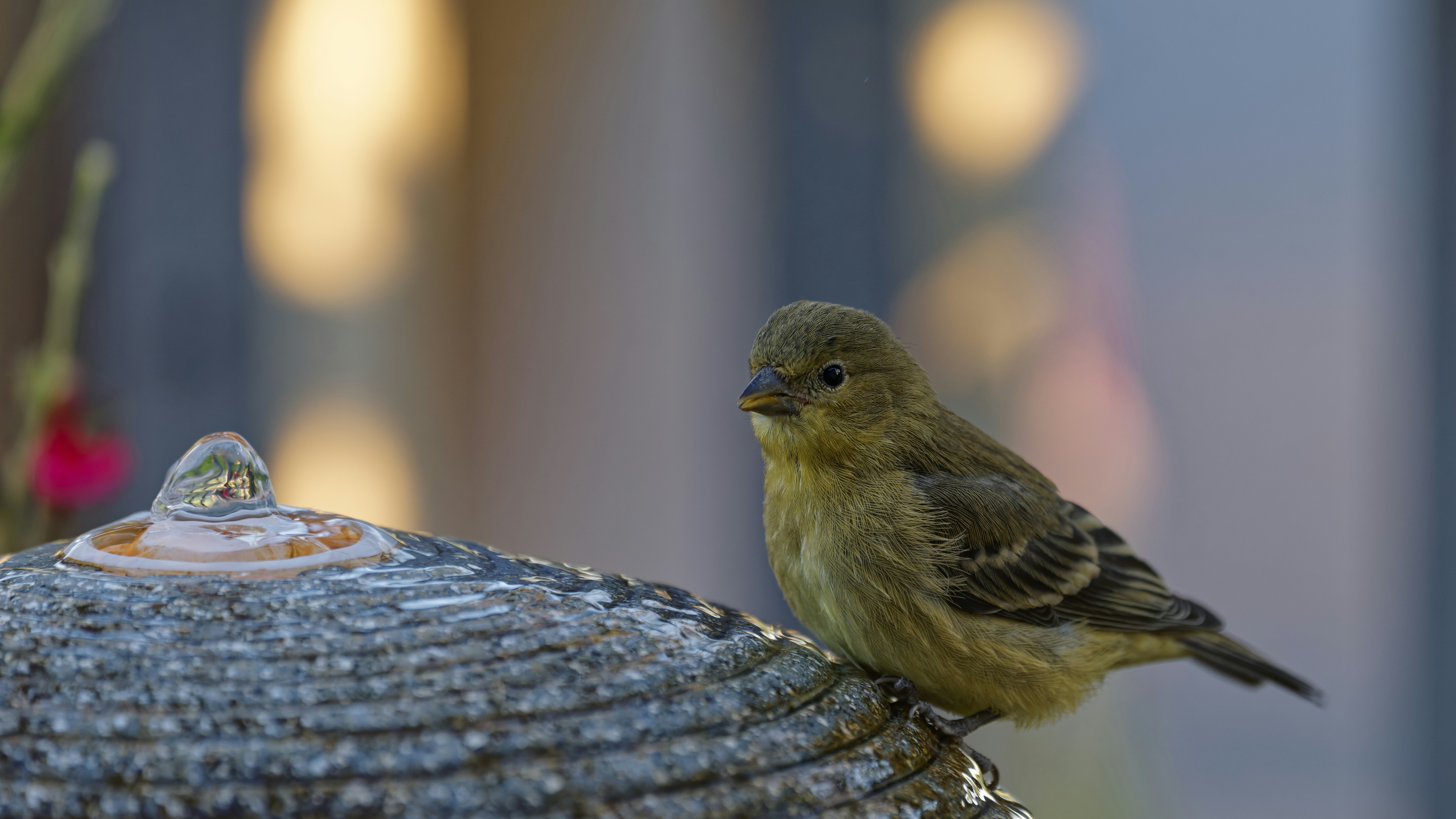 Small bird on stone water fountain - Free Photo on Unsplash