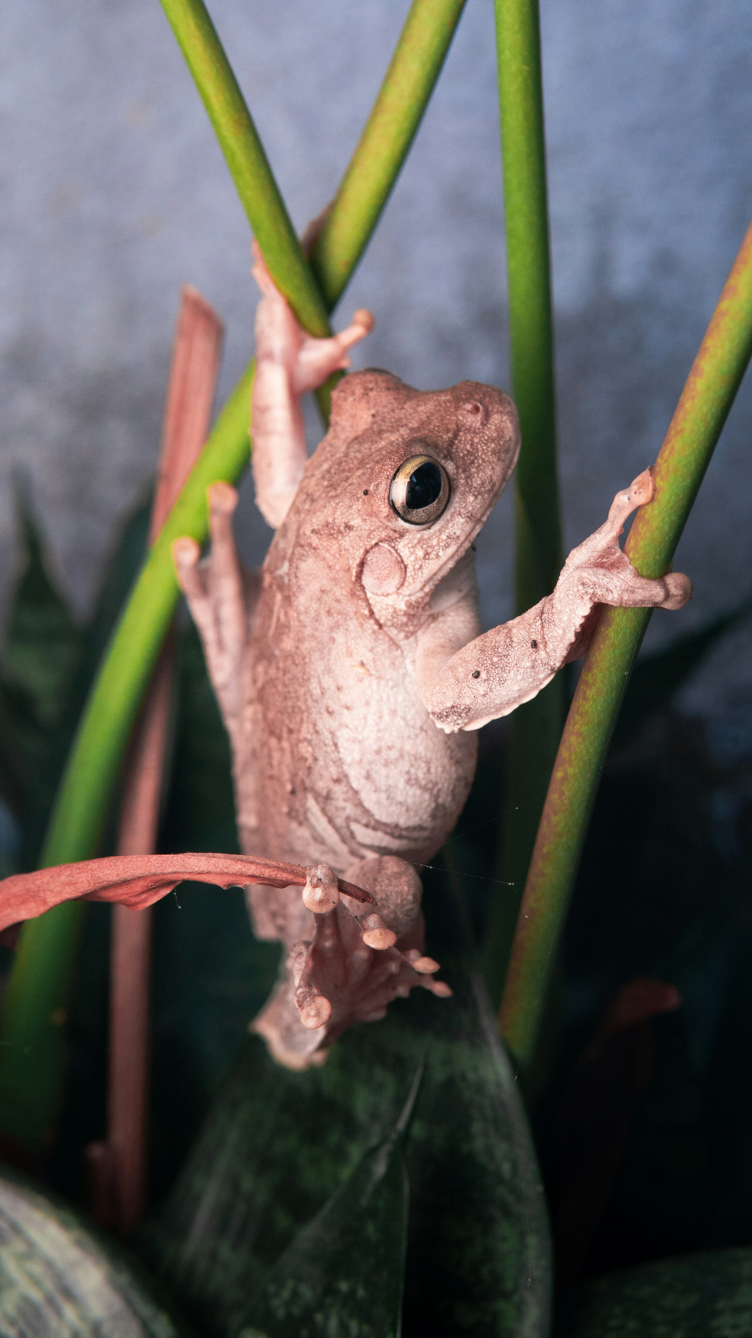 Tree frog on green plant stems - Free Photo on Unsplash