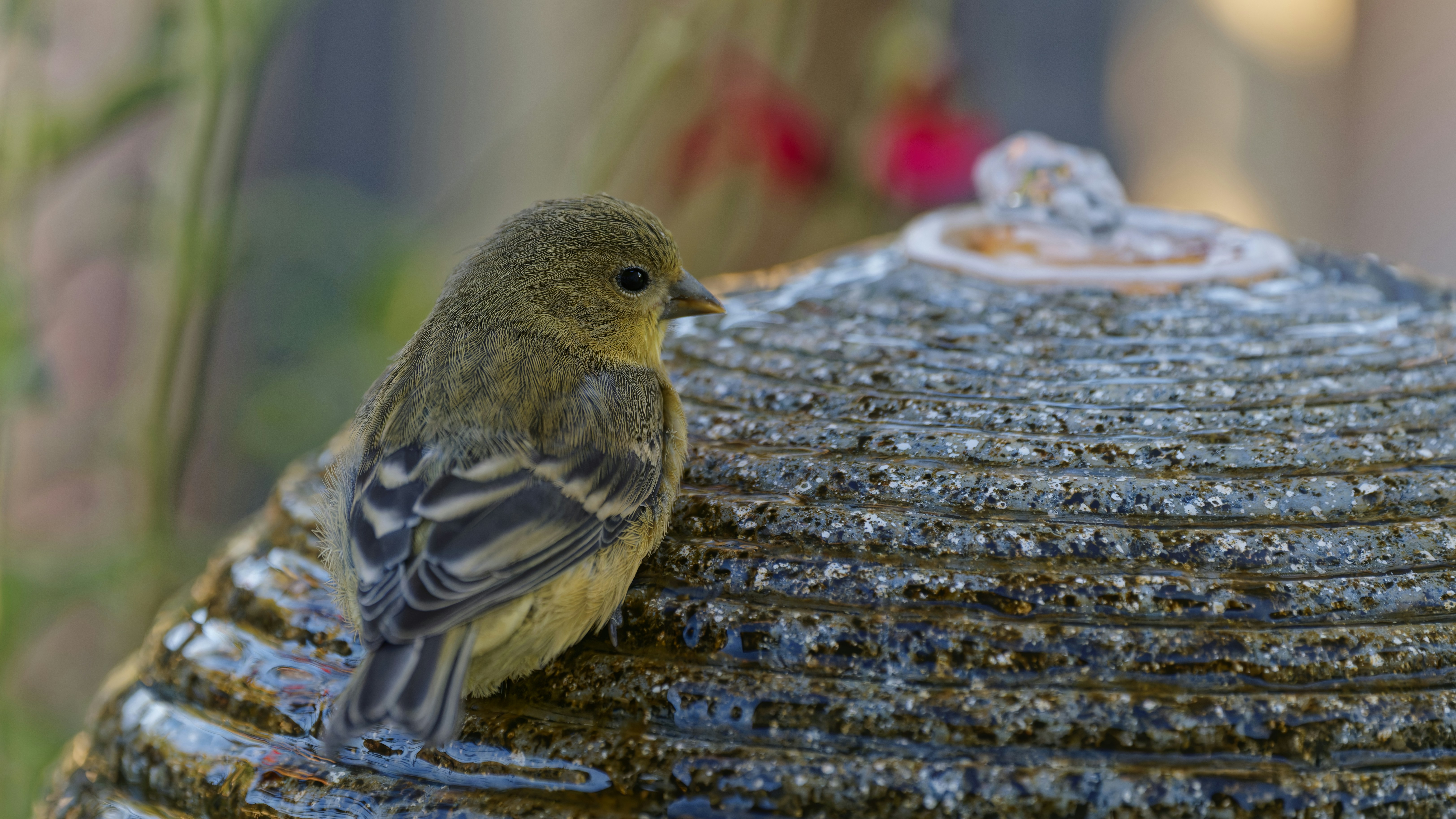Yellow bird on stone fountain - Free Photo on Unsplash