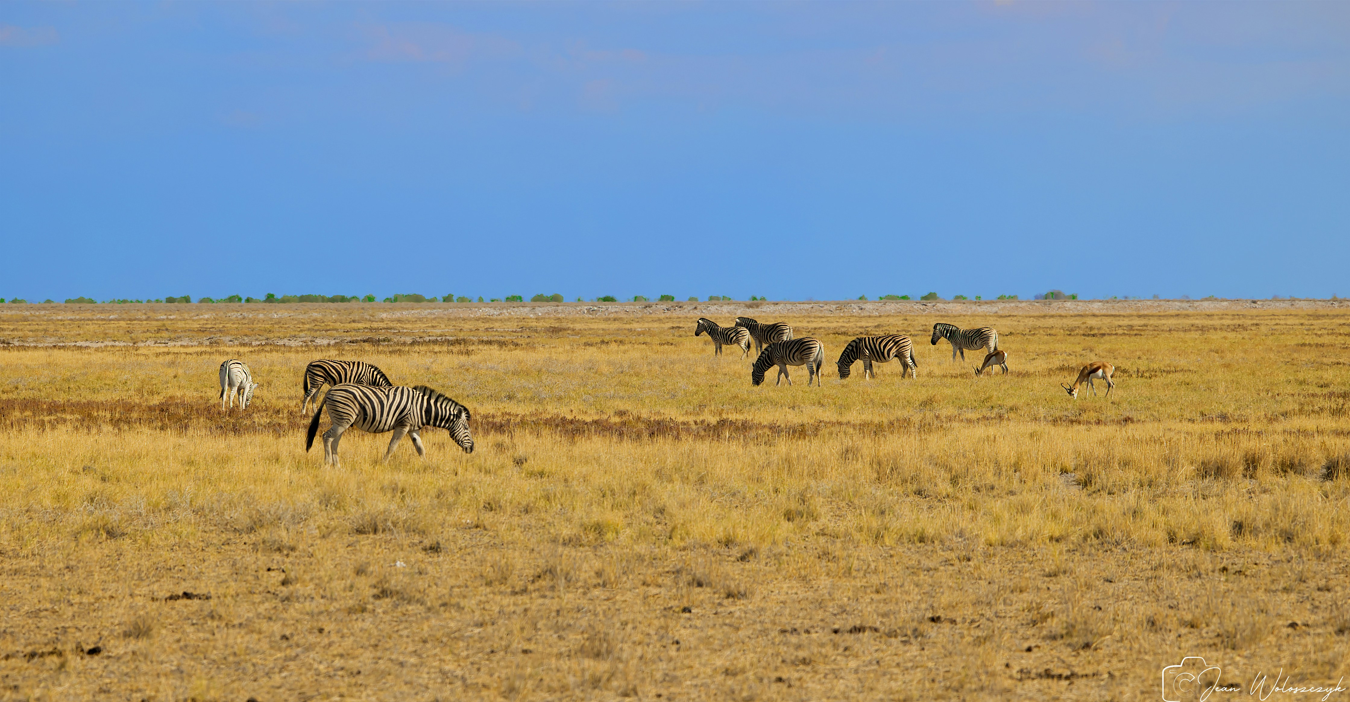 A group of zebras grazing in a vast dry yellow savanna under blue sky