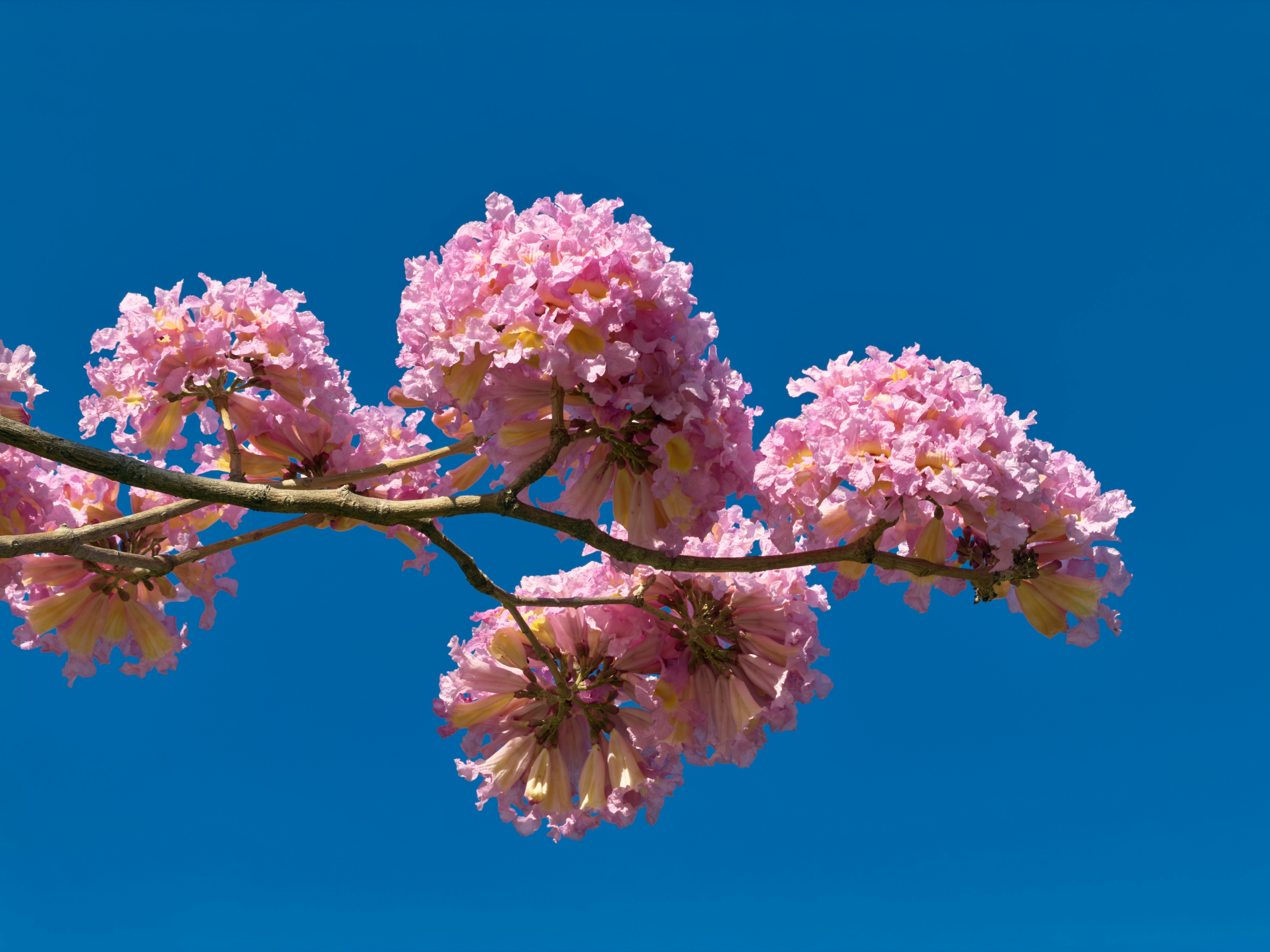 Des grappes de fleurs roses en forme de trompette sur une branche contre un ciel bleu clair