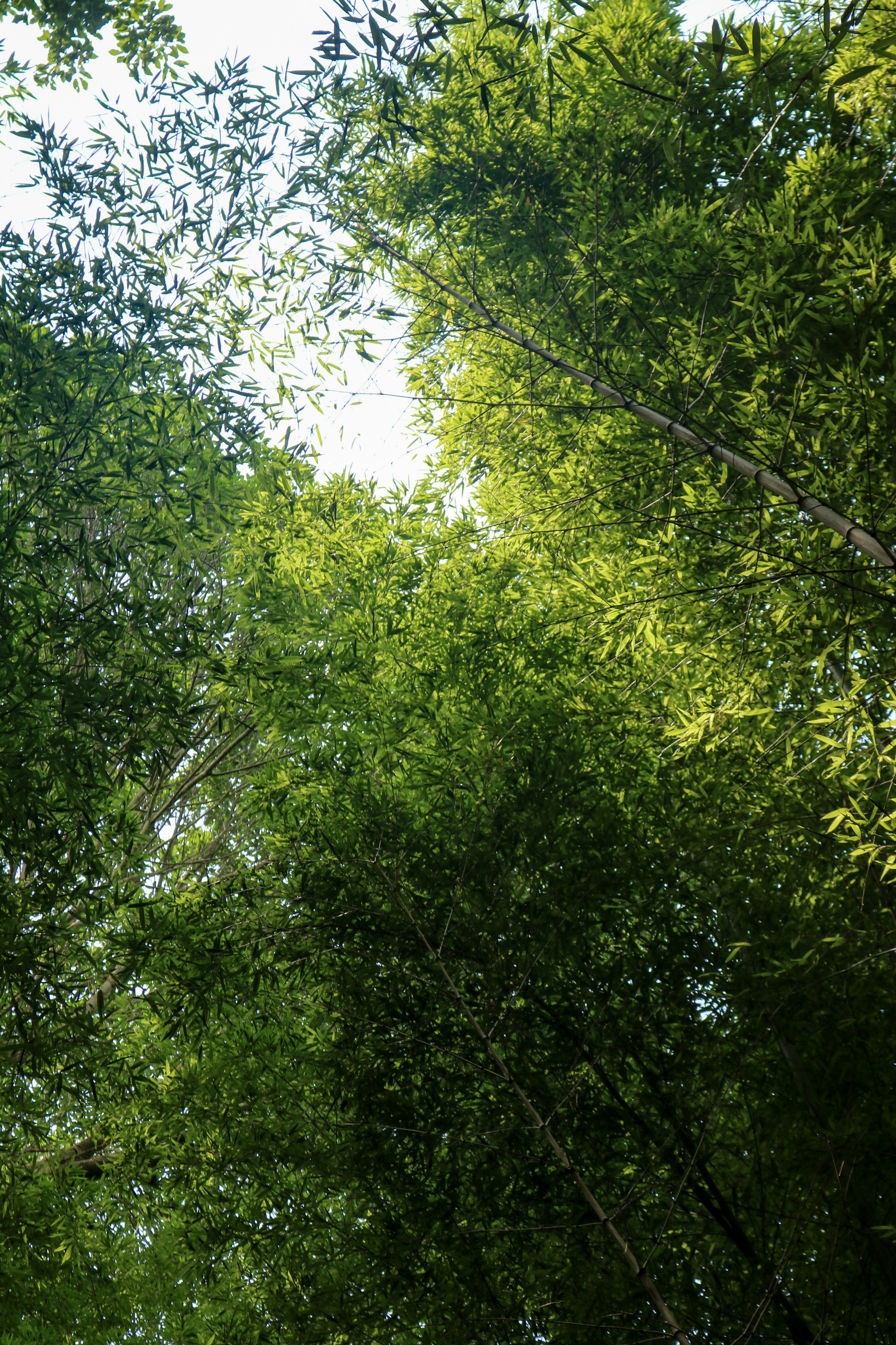 Bamboo forest with sunlit leaves - Free Photo on Unsplash
