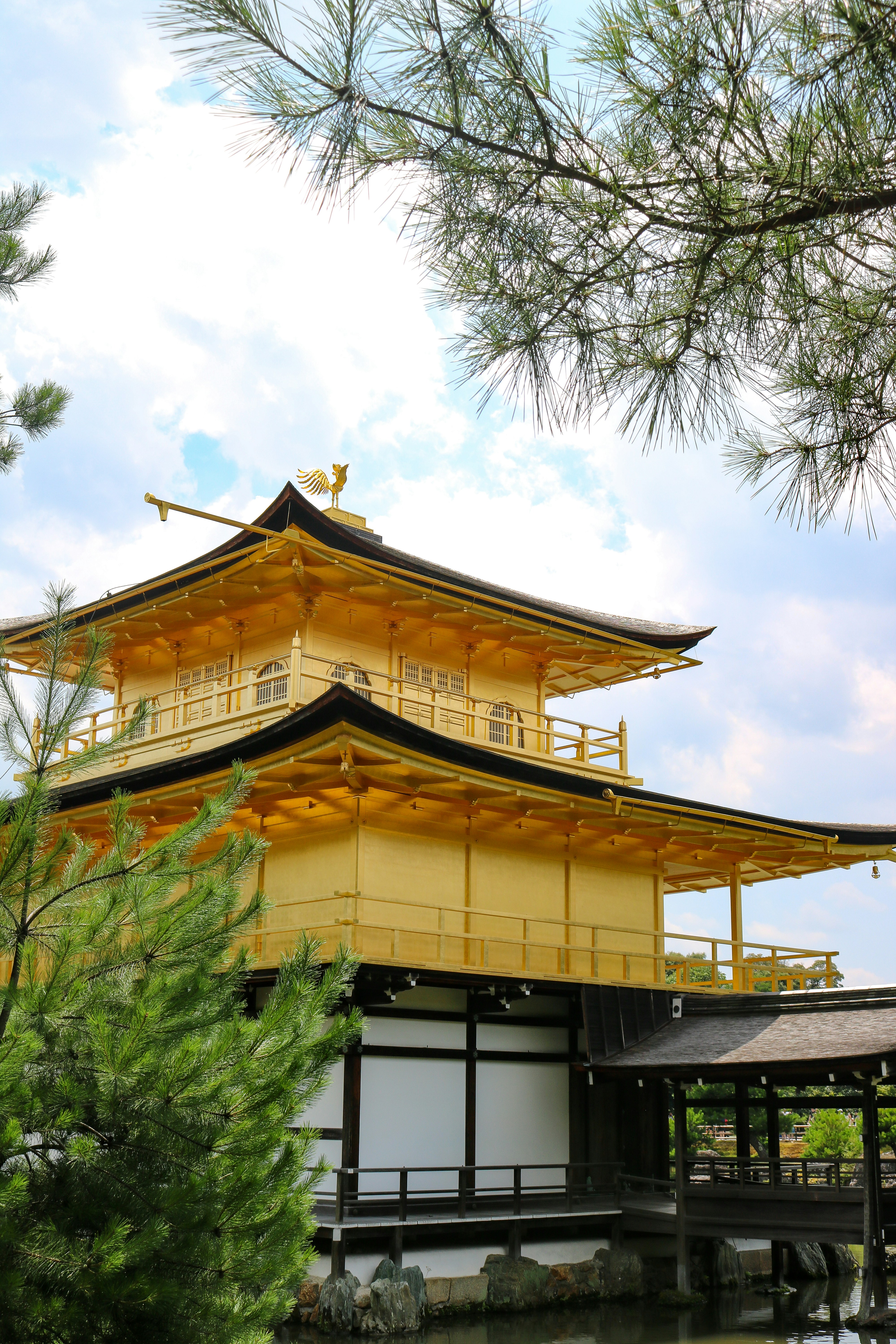 El pabellón dorado Kinkaku-ji enmarcado por ramas de pino en Kioto, Japón
