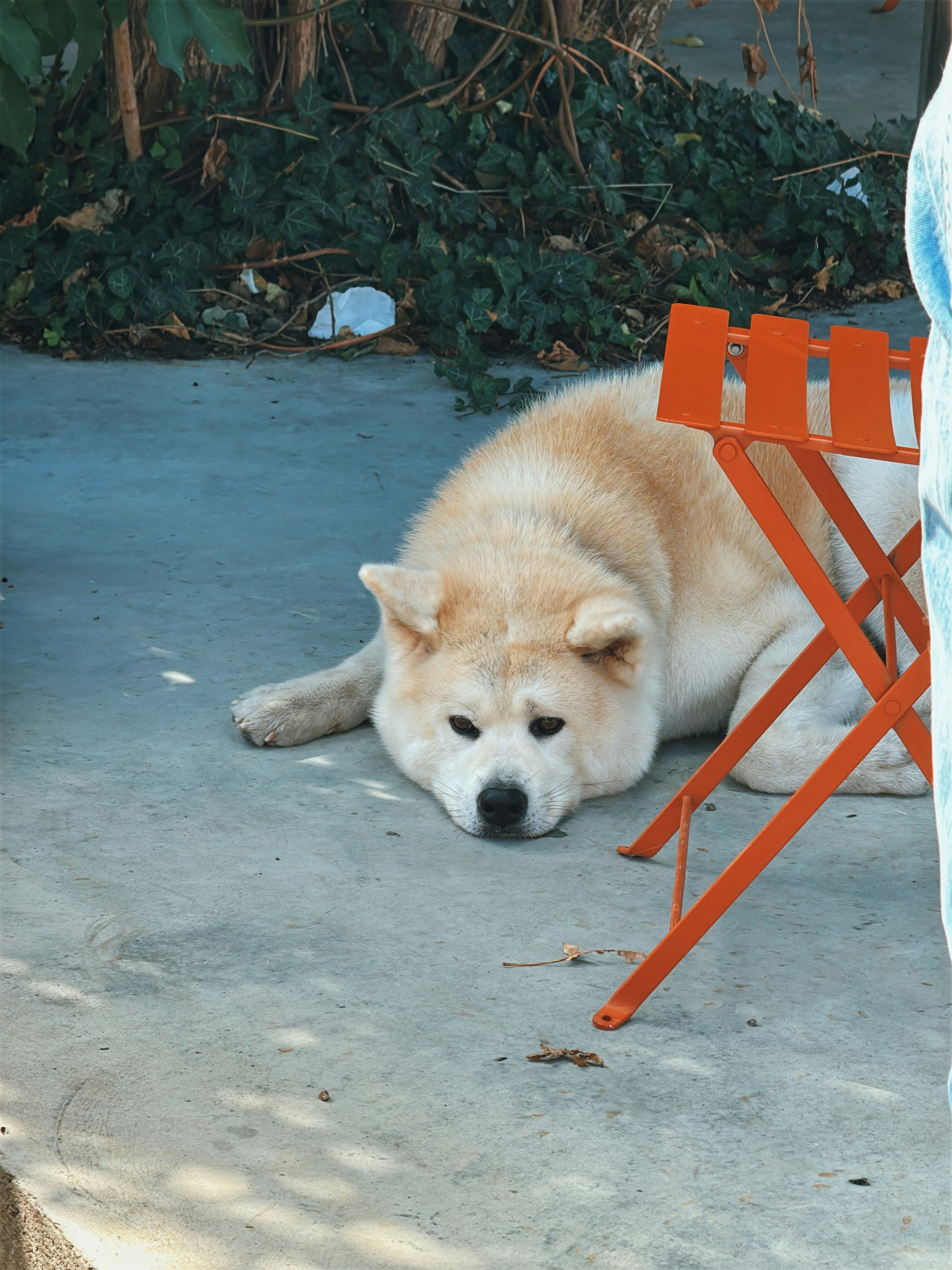 An Akita dog lying on a concrete patio beside an orange metal chair