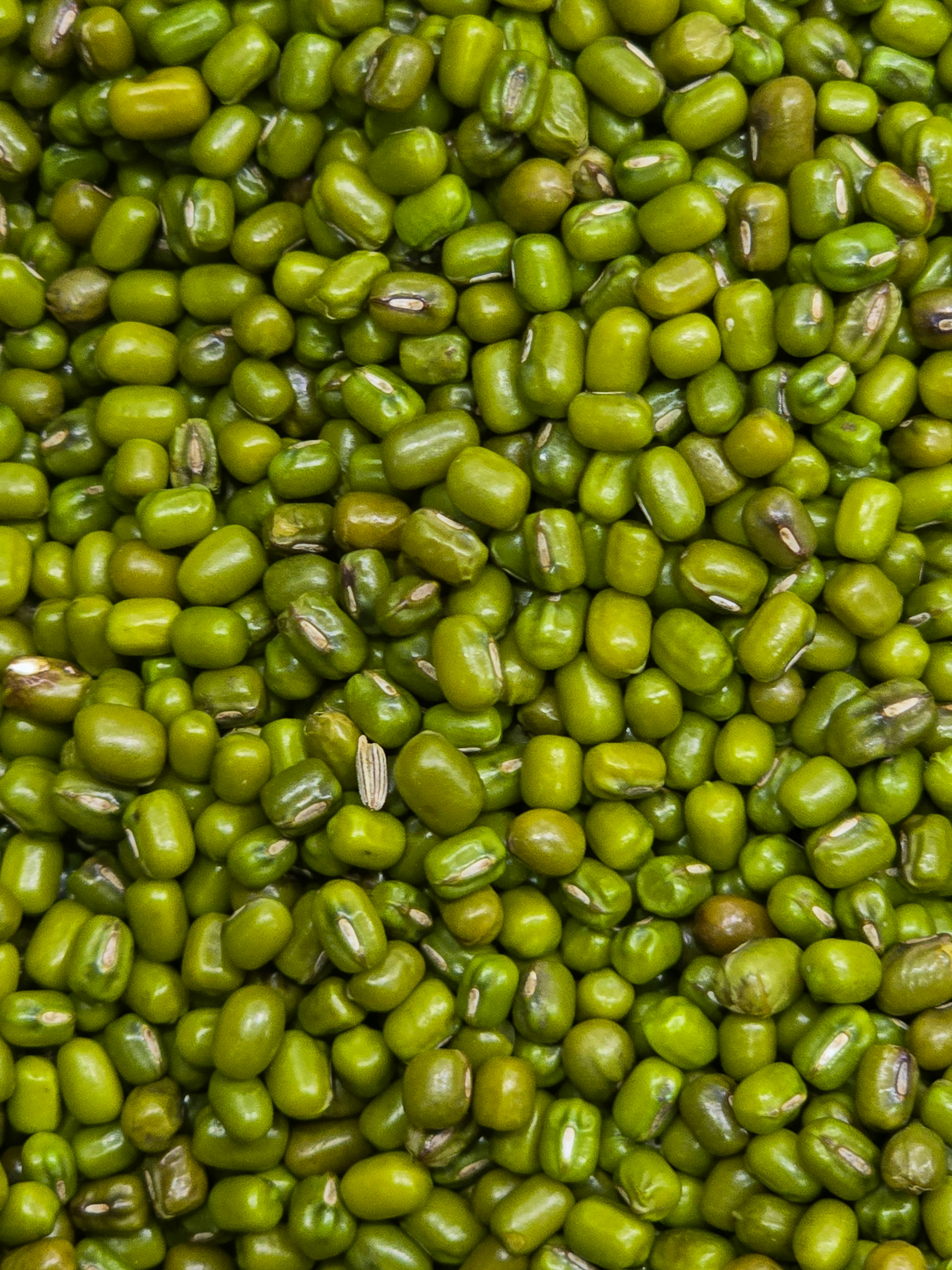 Organic Green Gram grown at Bilva Farms