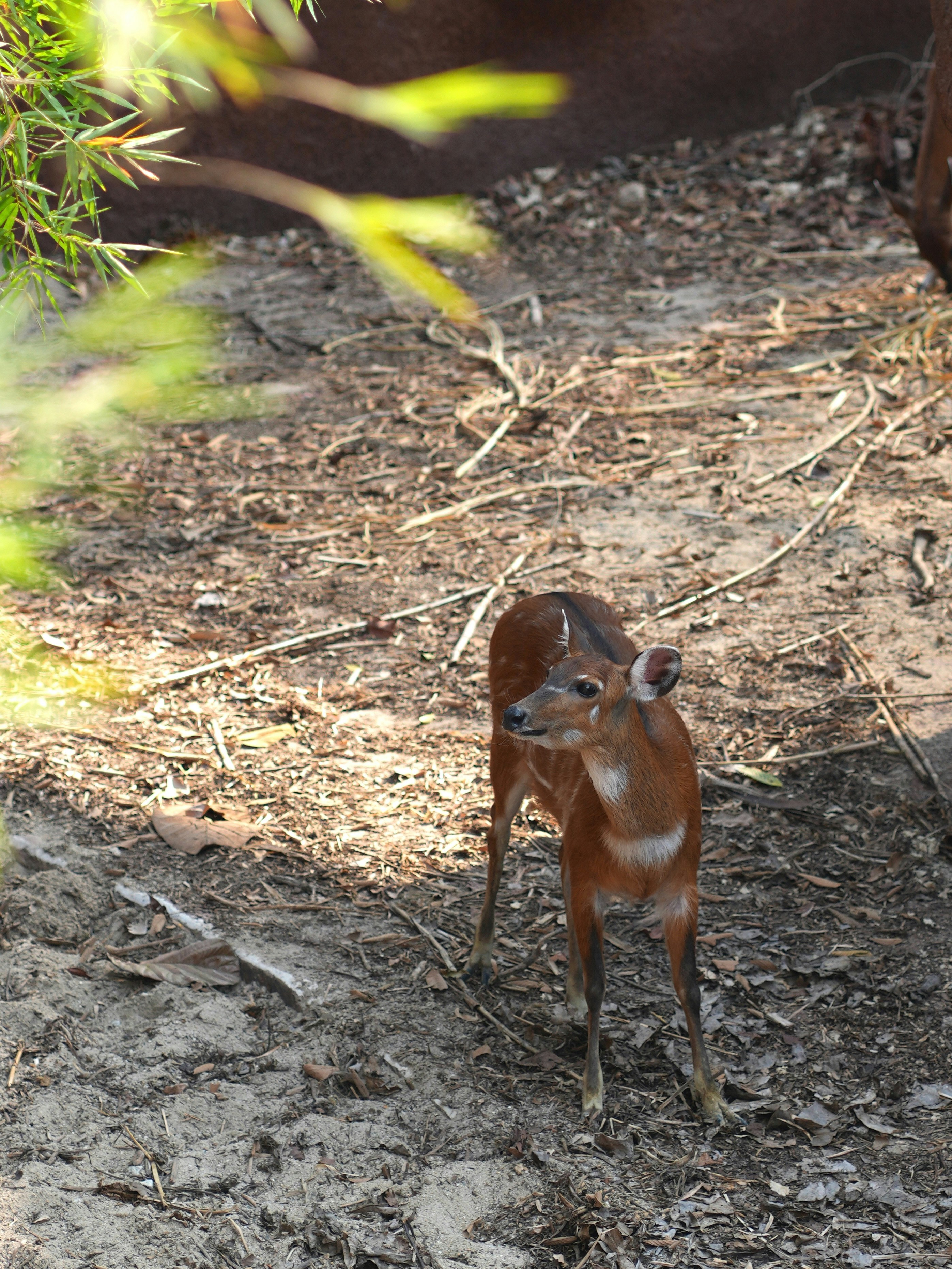 A small brown duiker standing on dry leaves and dirt in dappled sunlight
