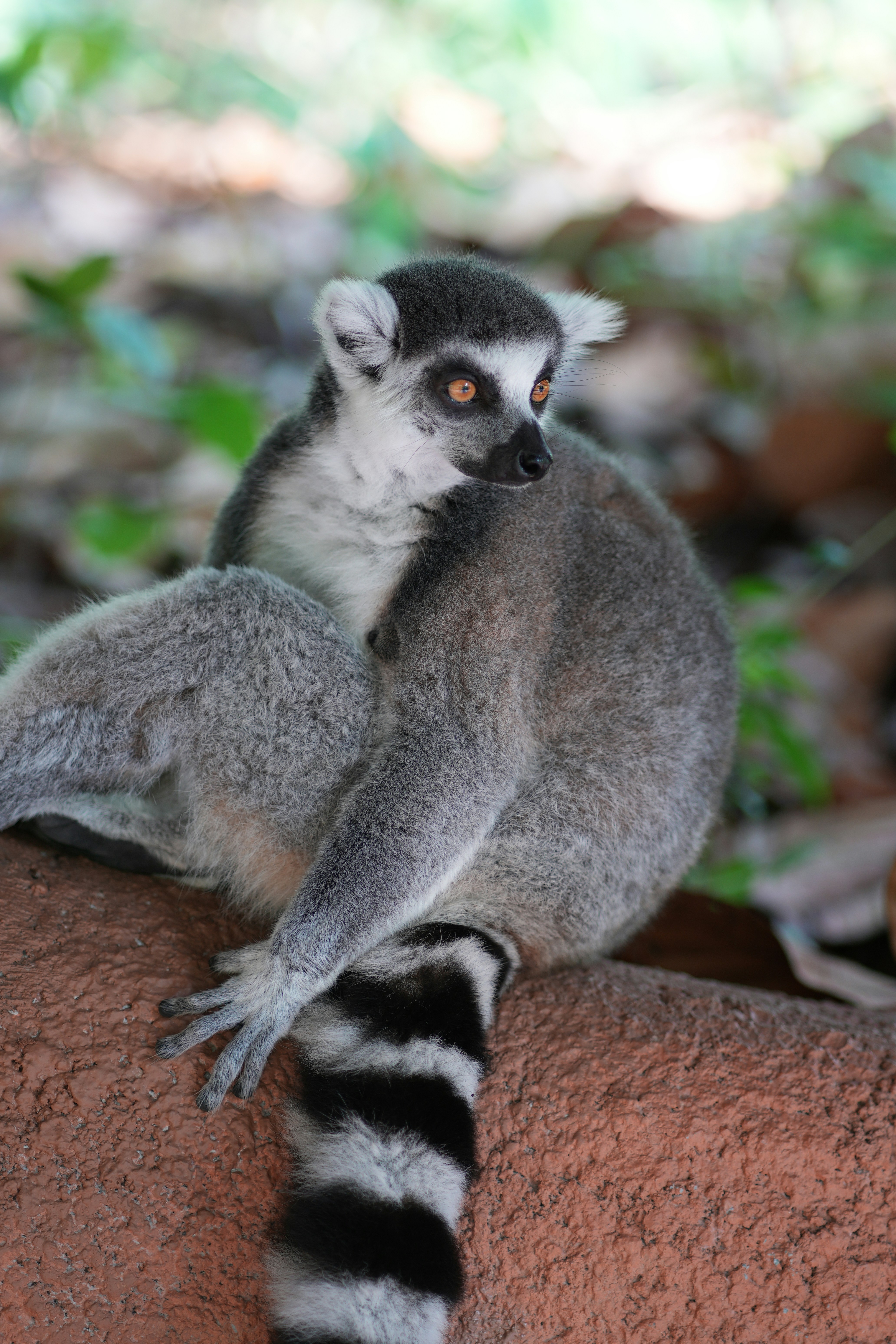 Ein Ringschwanz-Lemur mit orangefarbenen Augen saß auf einem strukturierten braunen Ast