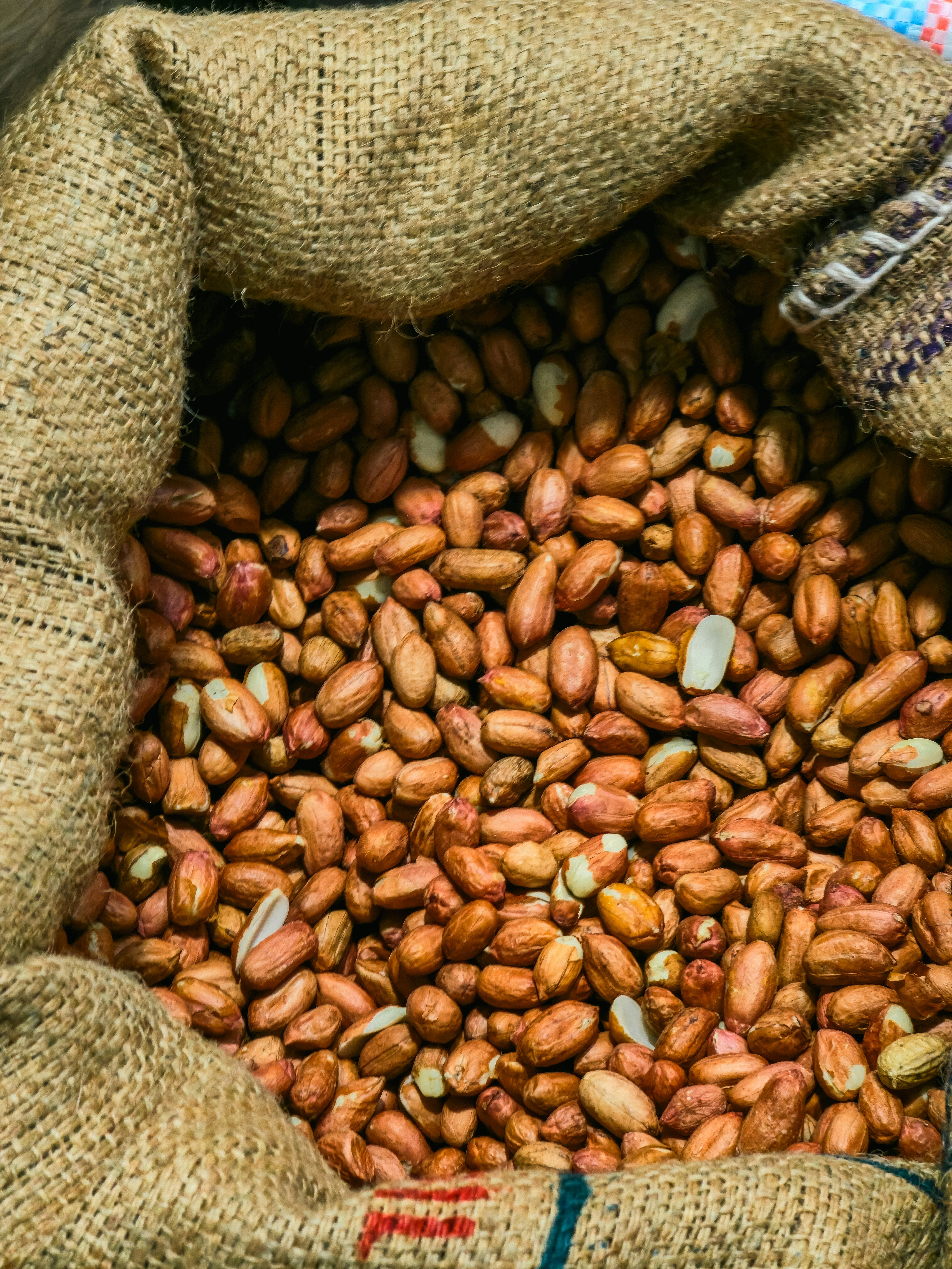 A burlap sack filled with raw brown peanuts