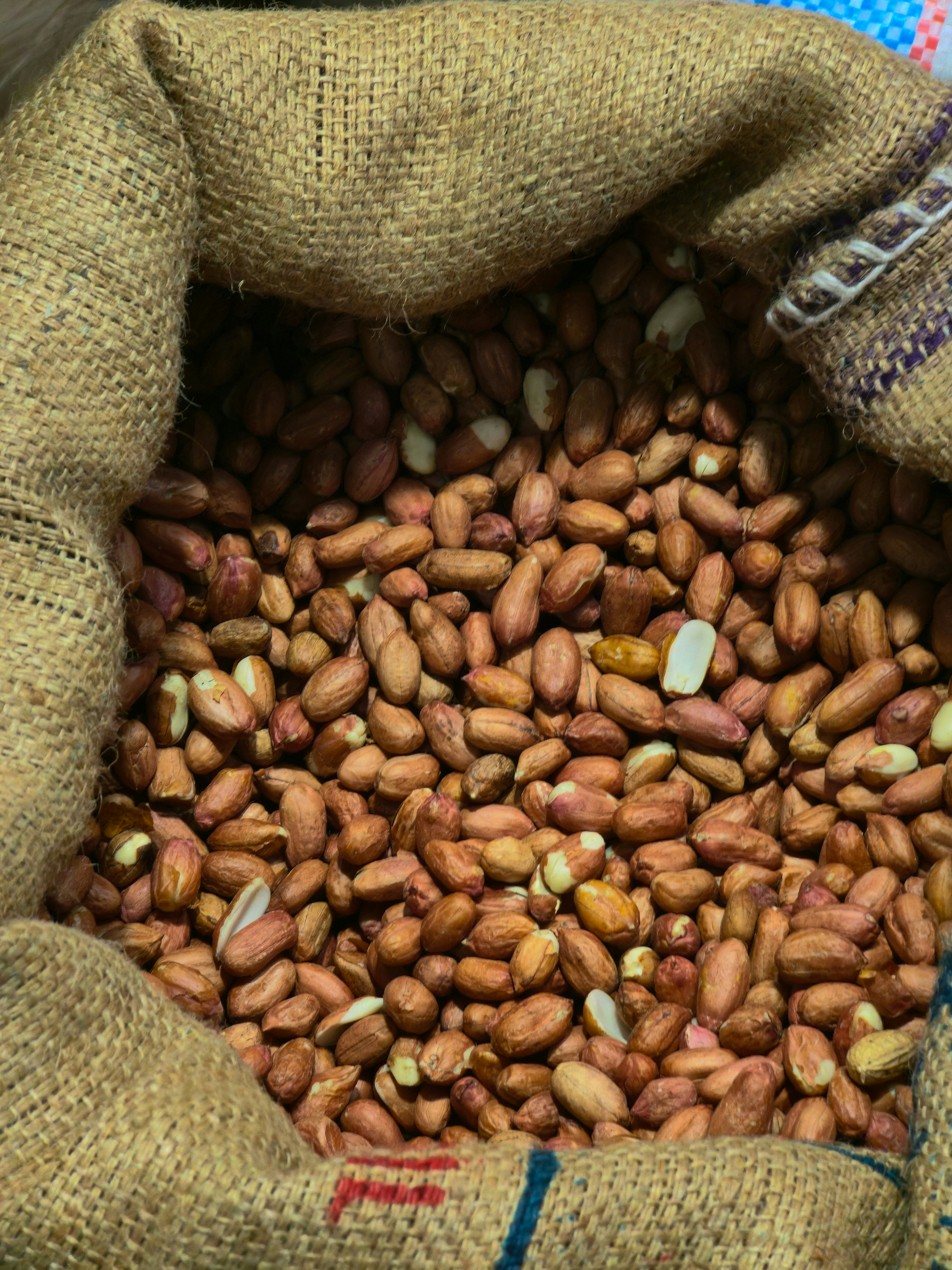 A burlap sack filled with raw brown peanuts