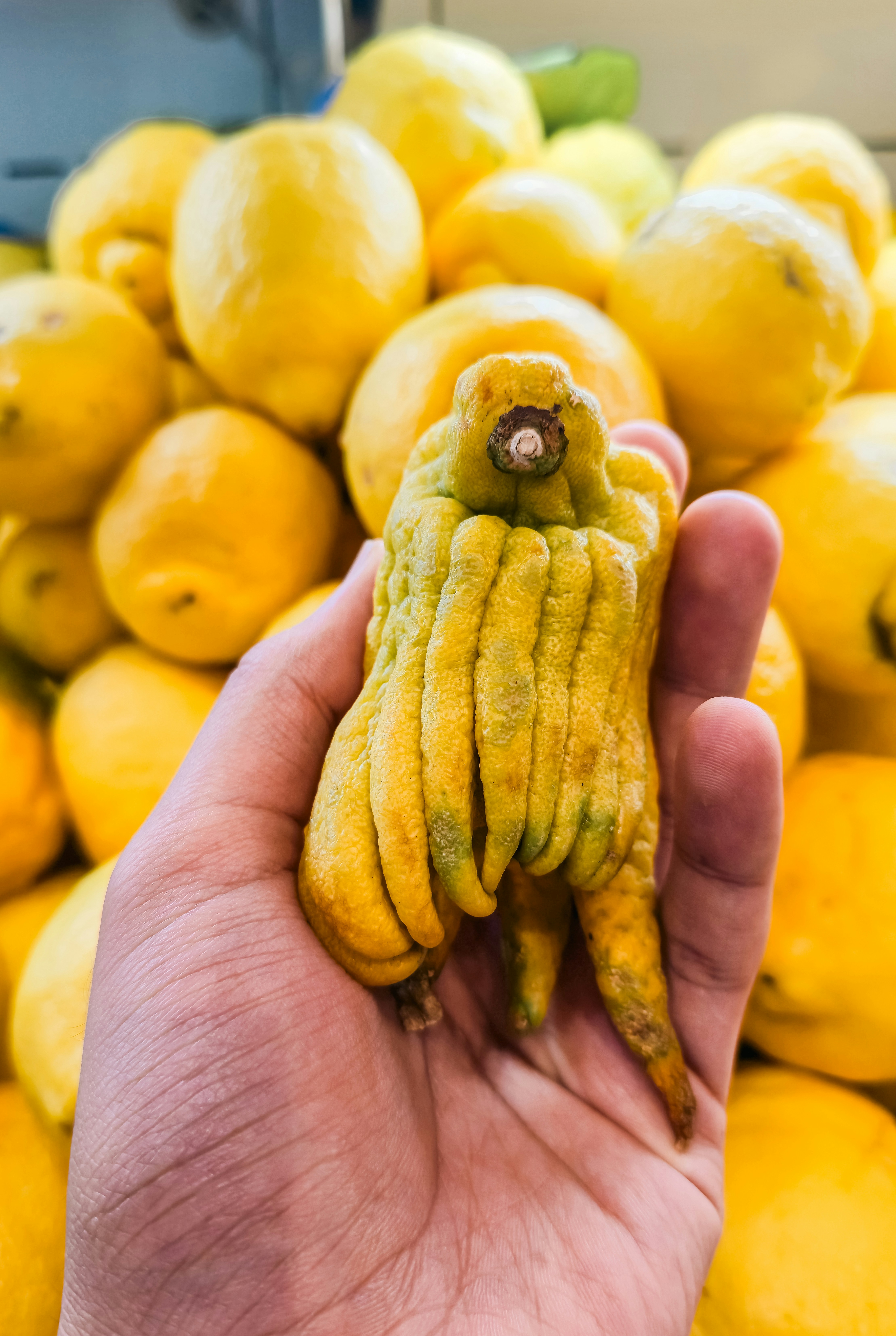 A hand holding a yellow Buddha's hand citron before a pile of lemons
