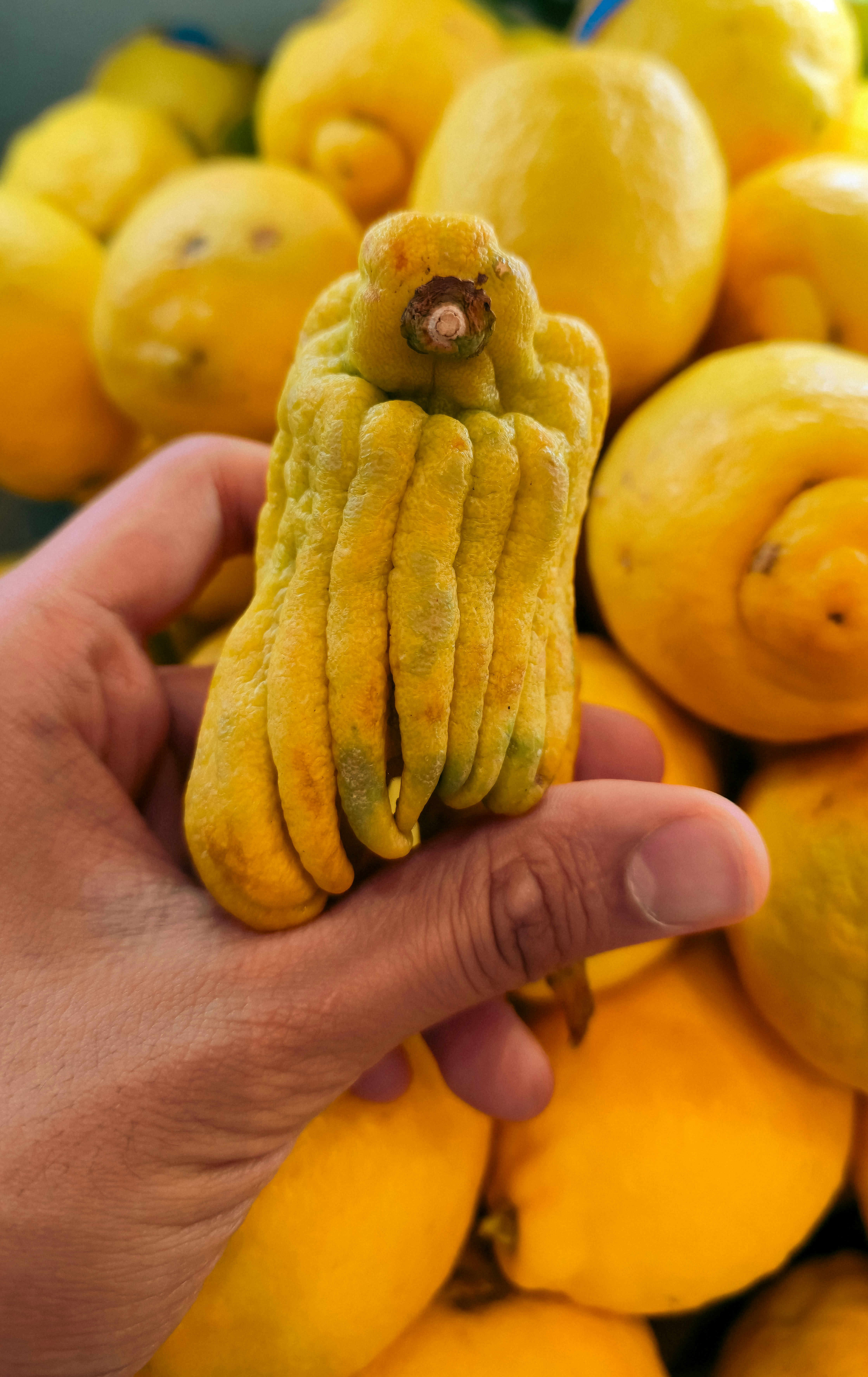 A hand holding a yellow Buddha's hand citron before a pile of lemons