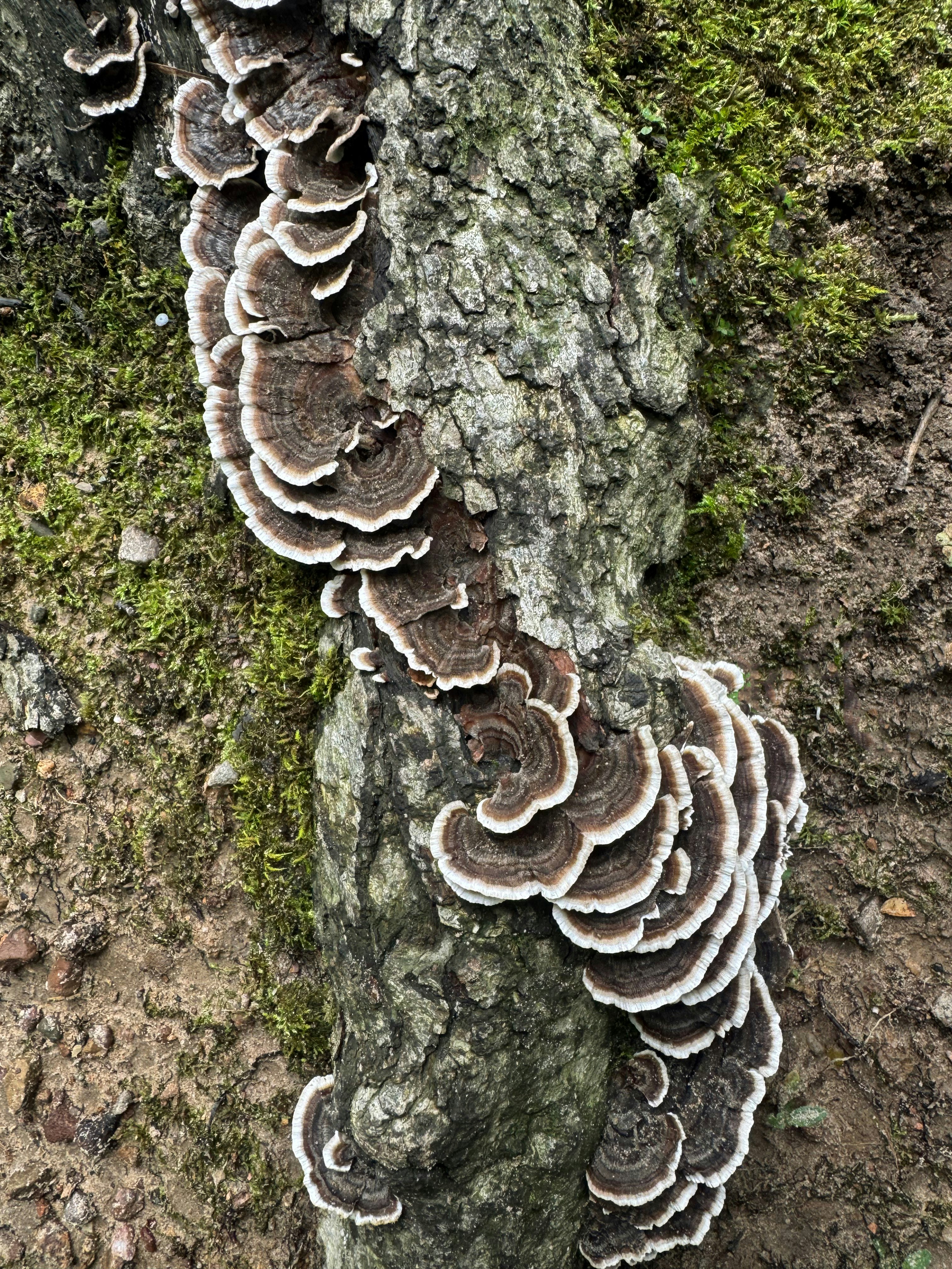 Tiered Shelf Mushrooms Curving Around Old Forest Log