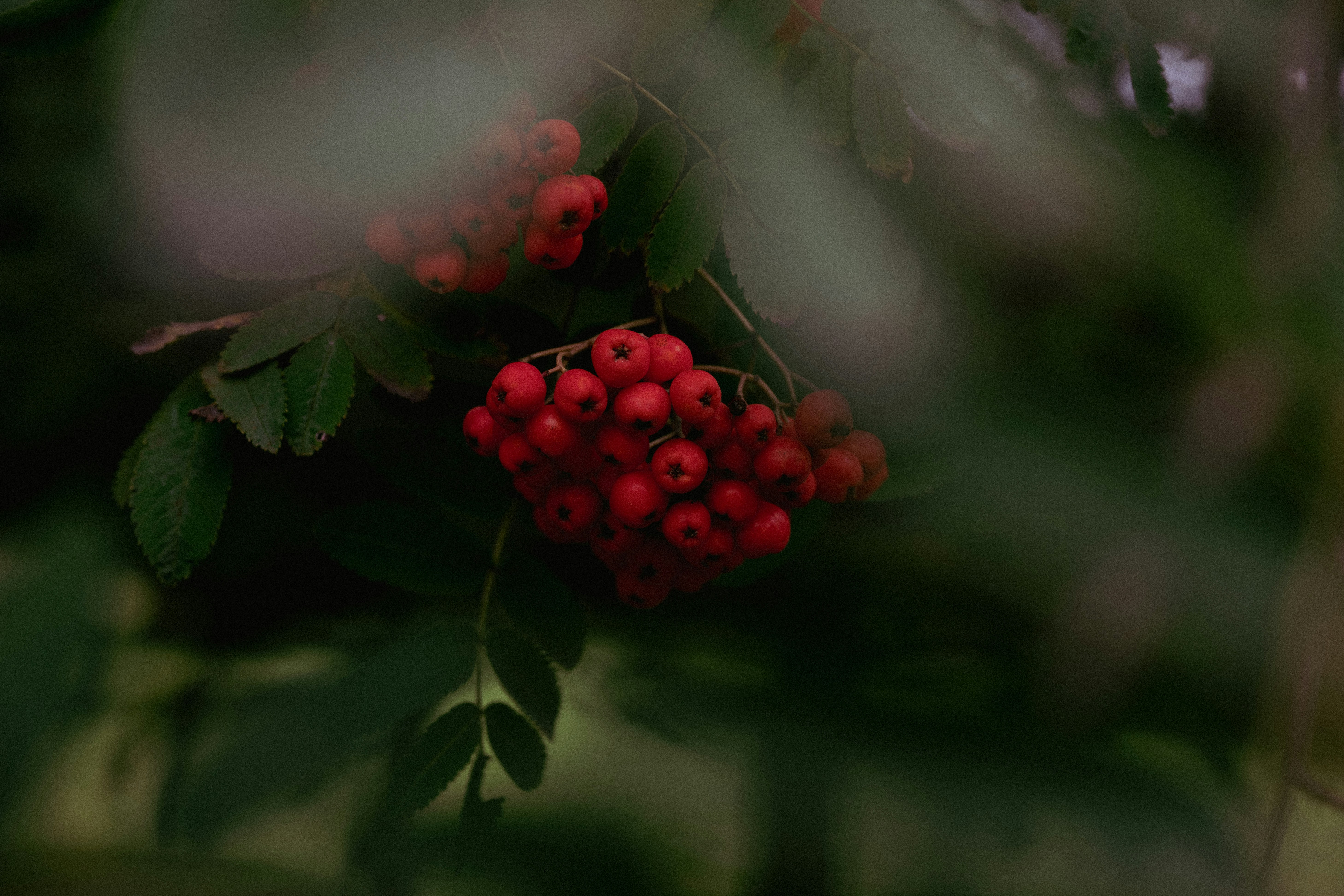 Clusters of bright red rowan berries hanging from a branch with green leaves
