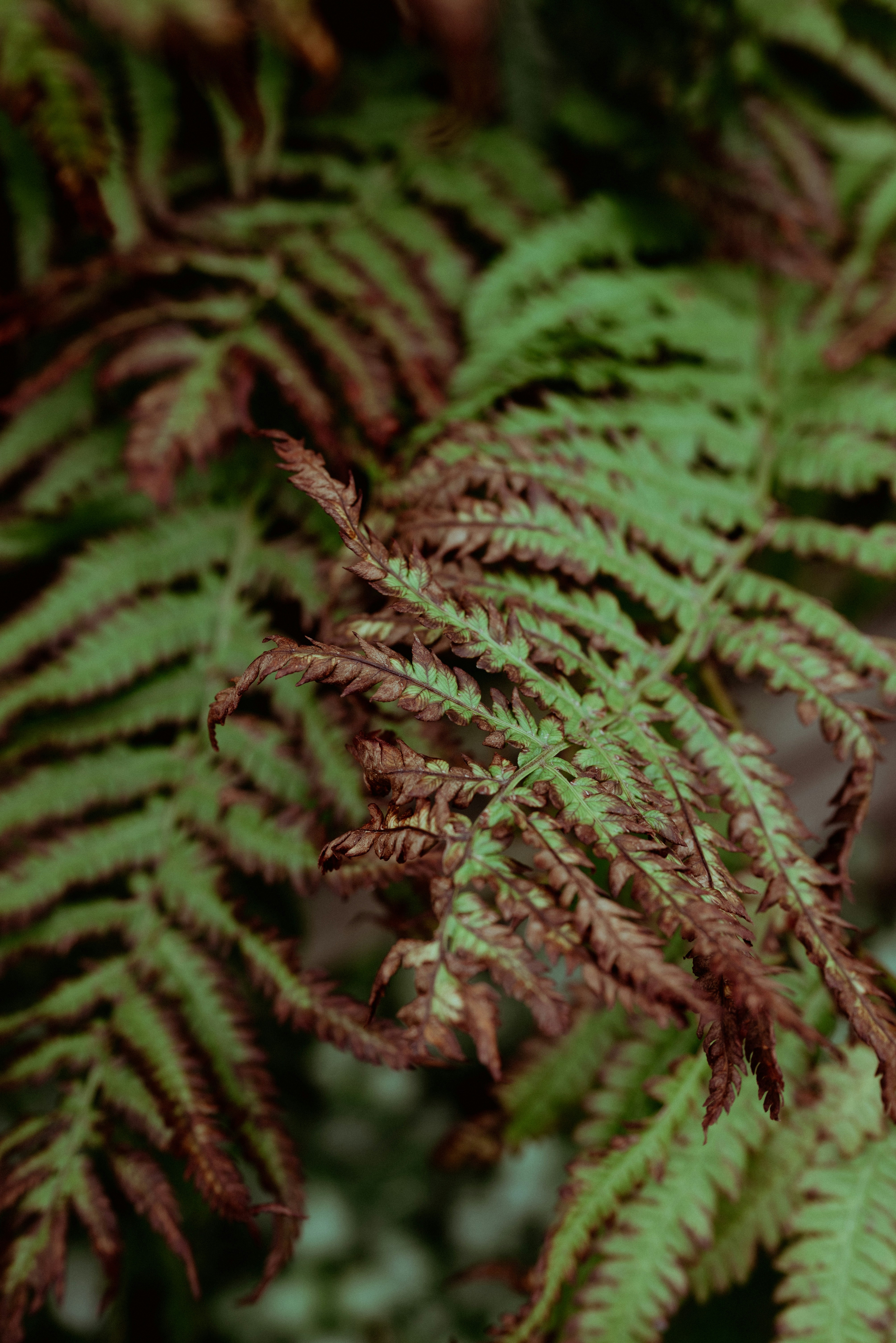 A close-up of fern fronds with green and brown variegated leaves