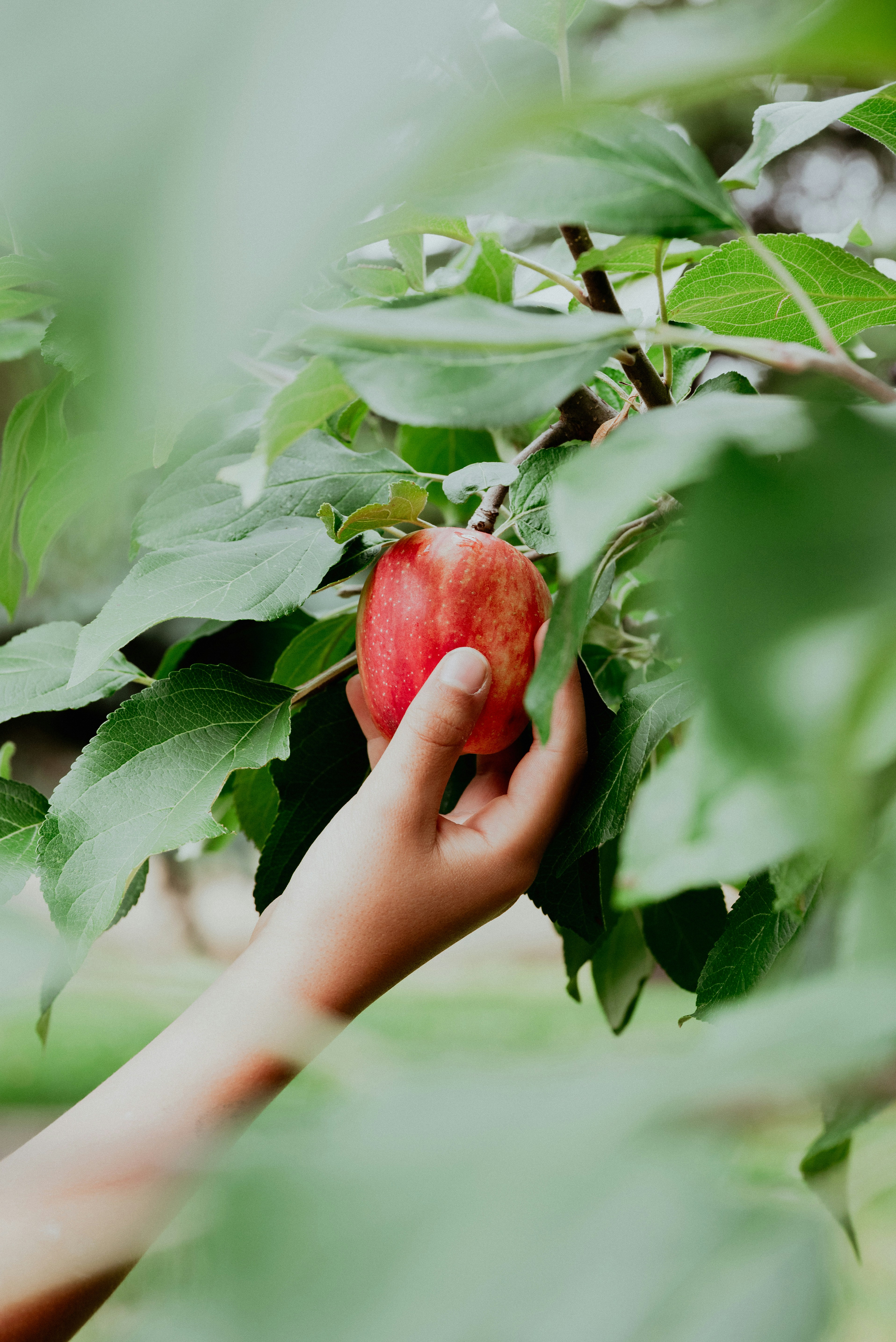A hand reaching to pick a red apple from a leafy tree branch