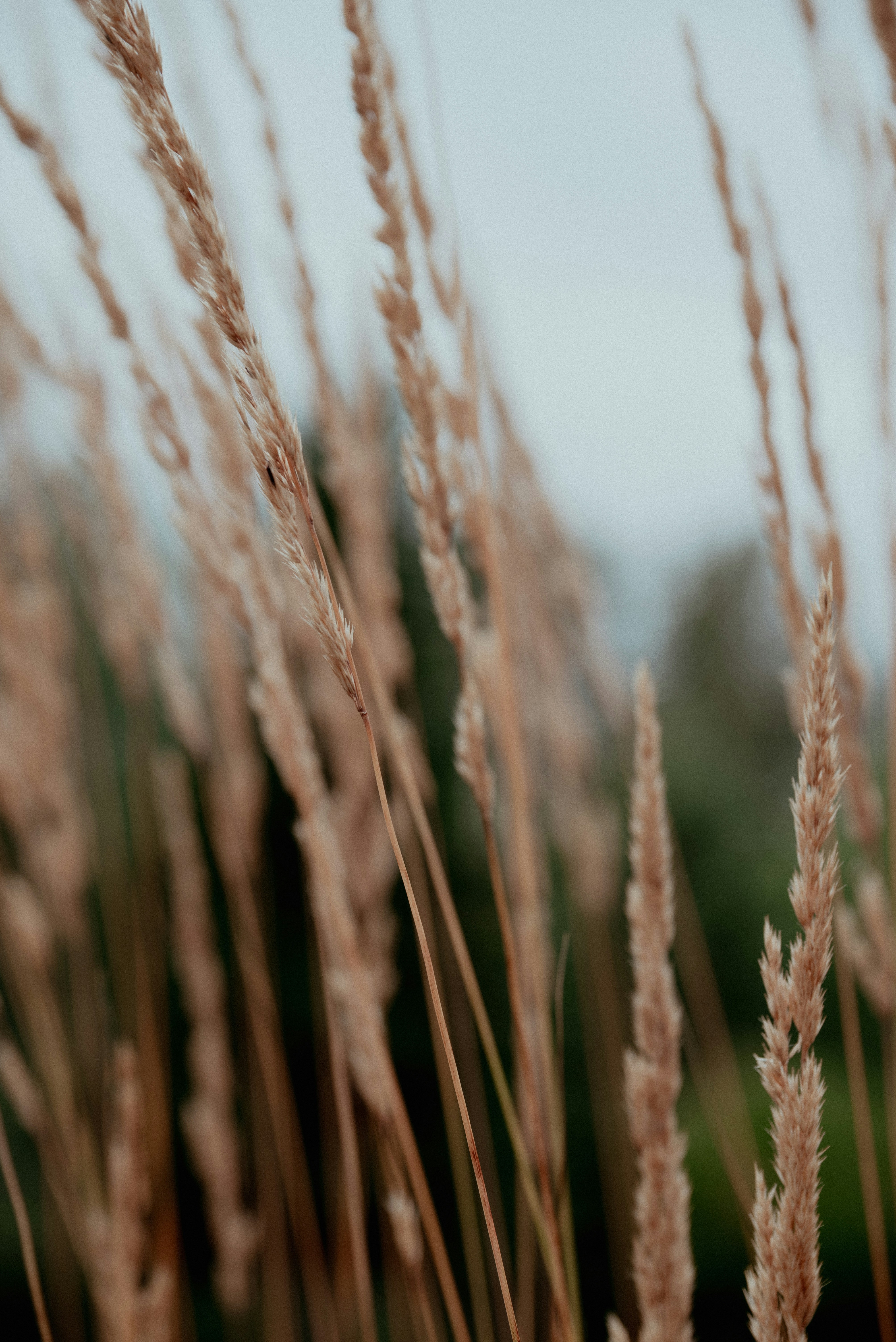 Tall stalks of dry golden grass against a soft blurred background