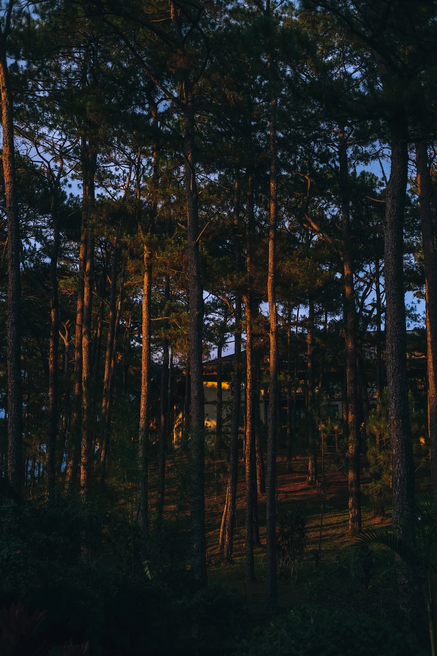 Troncos altos da mata ao entardecer