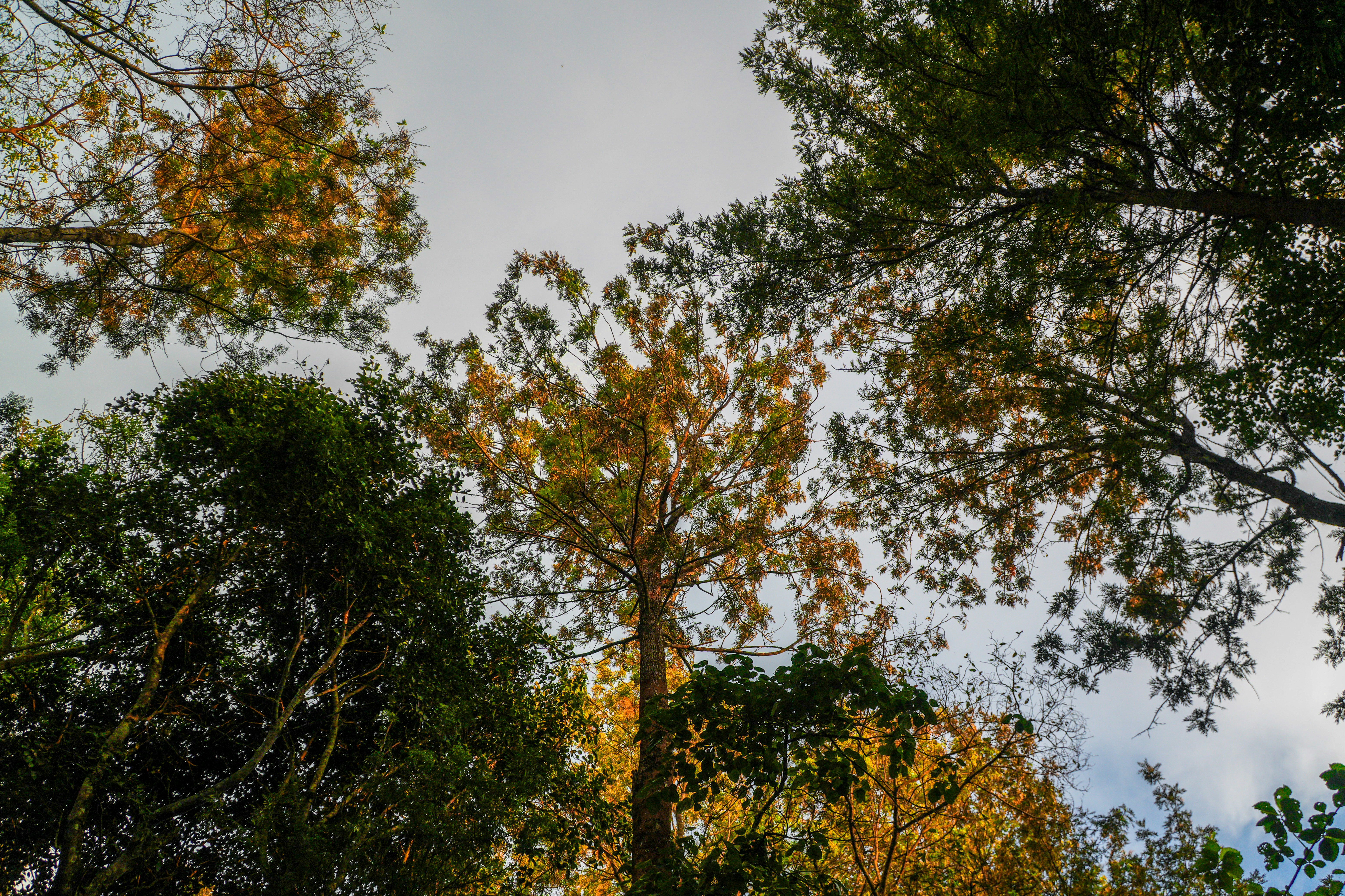 Looking up at the canopy of tall trees with autumn leaves against a pale sky