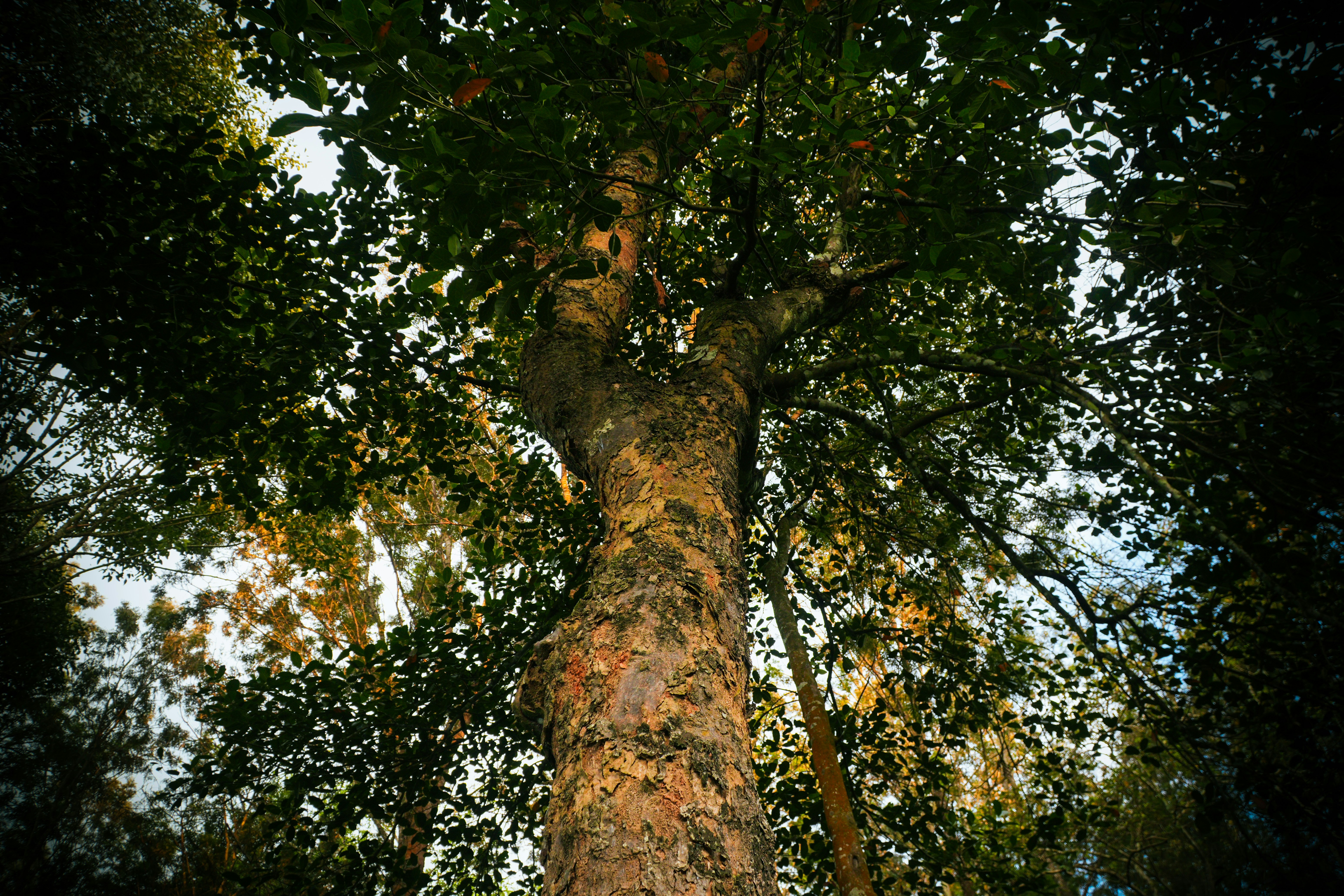A tall tree with textured bark and dense green foliage against a bright sky