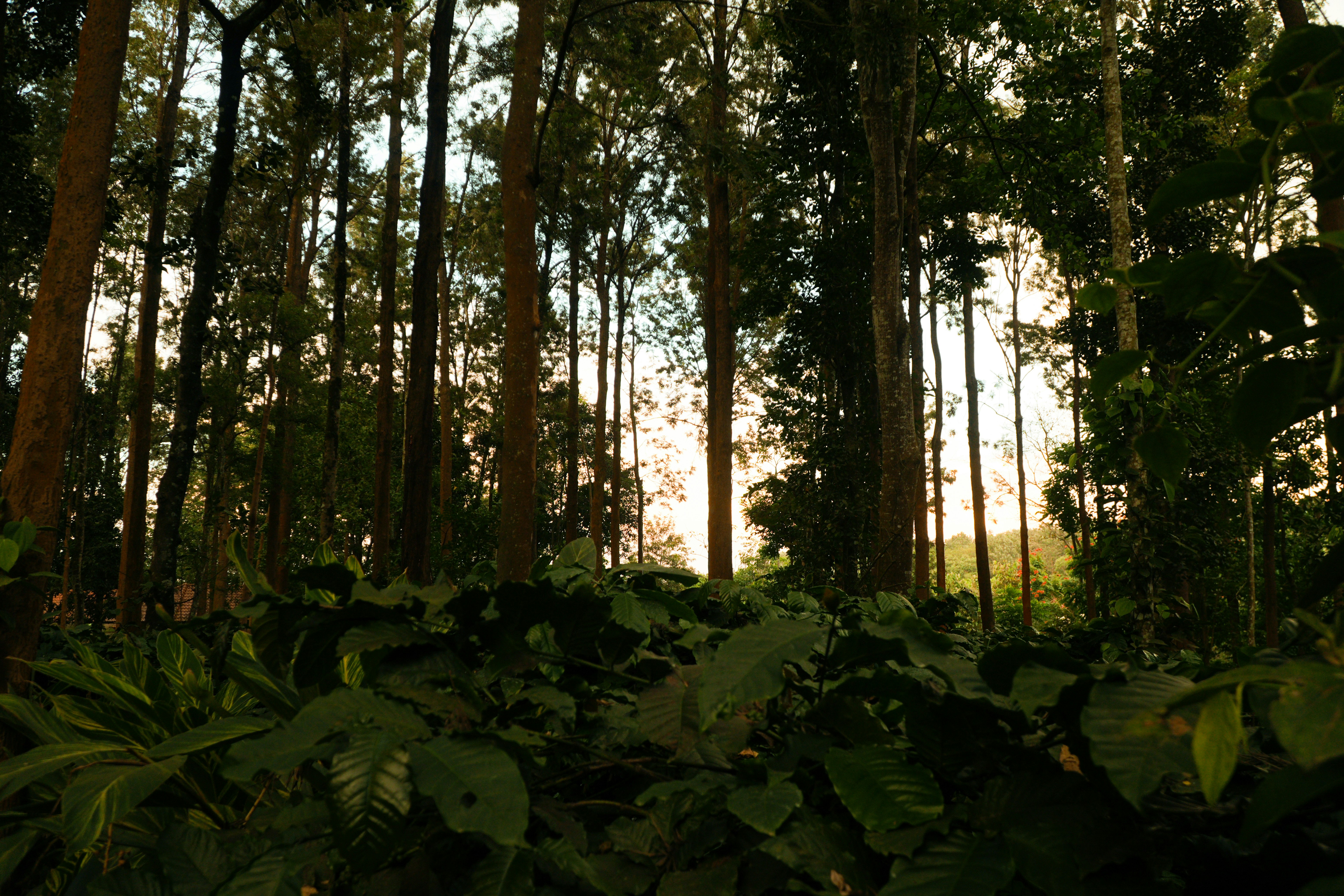 Tall trees in a dense forest with low sun filtering through the canopy