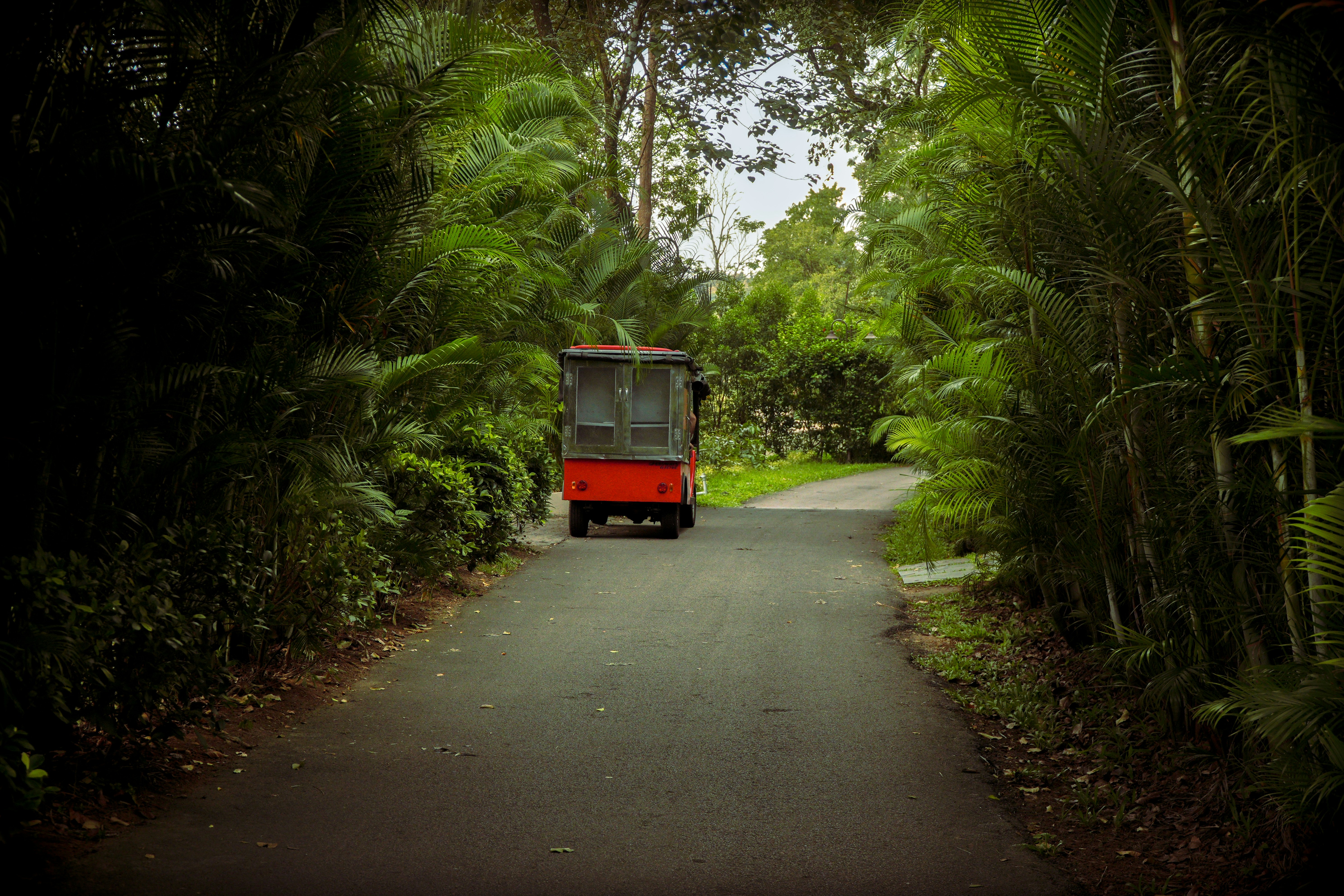 A red tuk-tuk on a narrow paved road lined with lush green palm trees