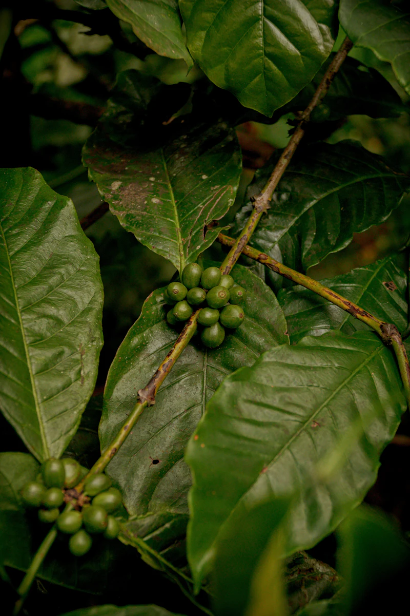 Healthy coffee leaves around a cluster of green coffee cherries